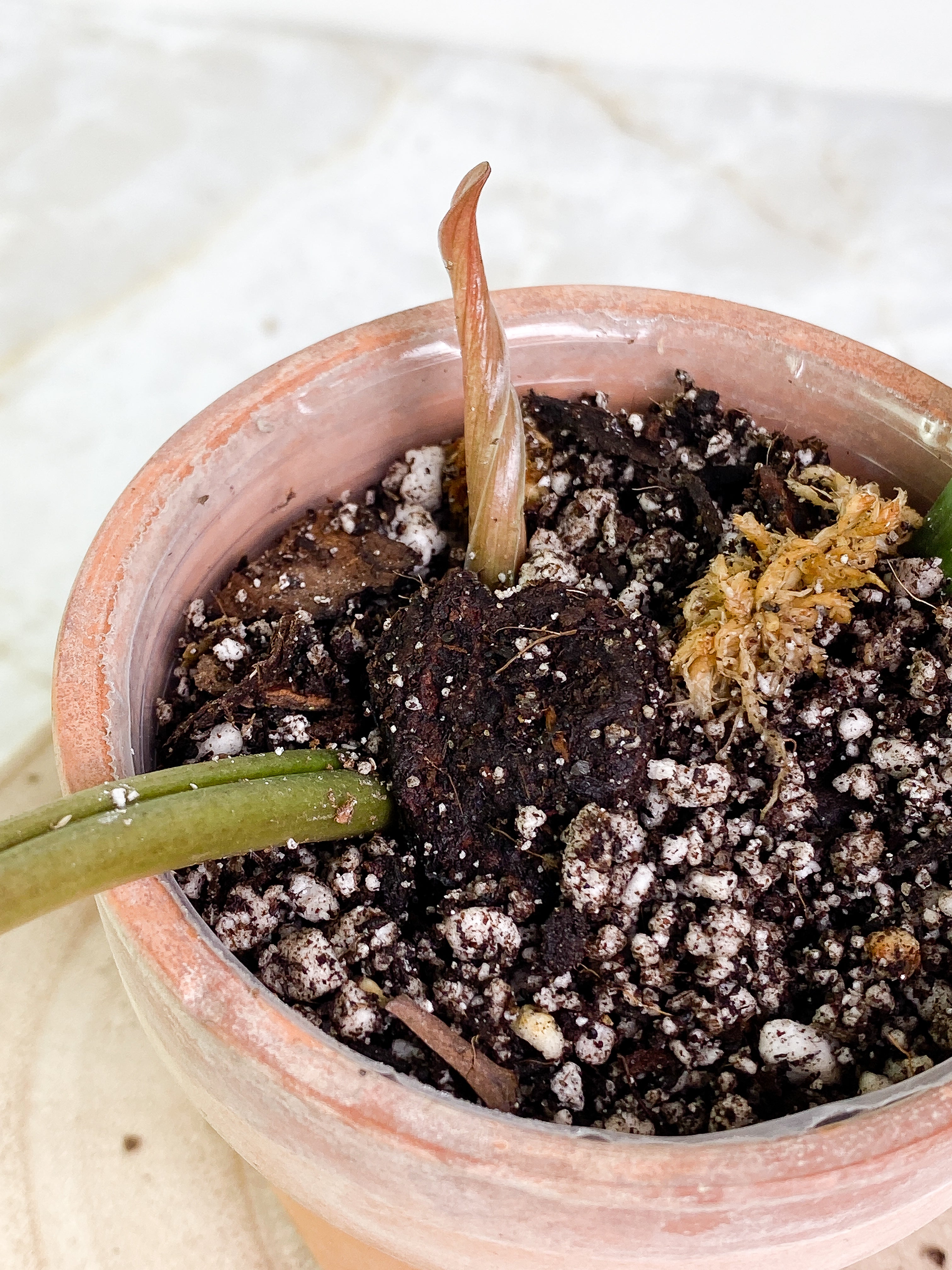 Philodendron Tortum Top Cutting 2 leaves 1 sprout Rooting