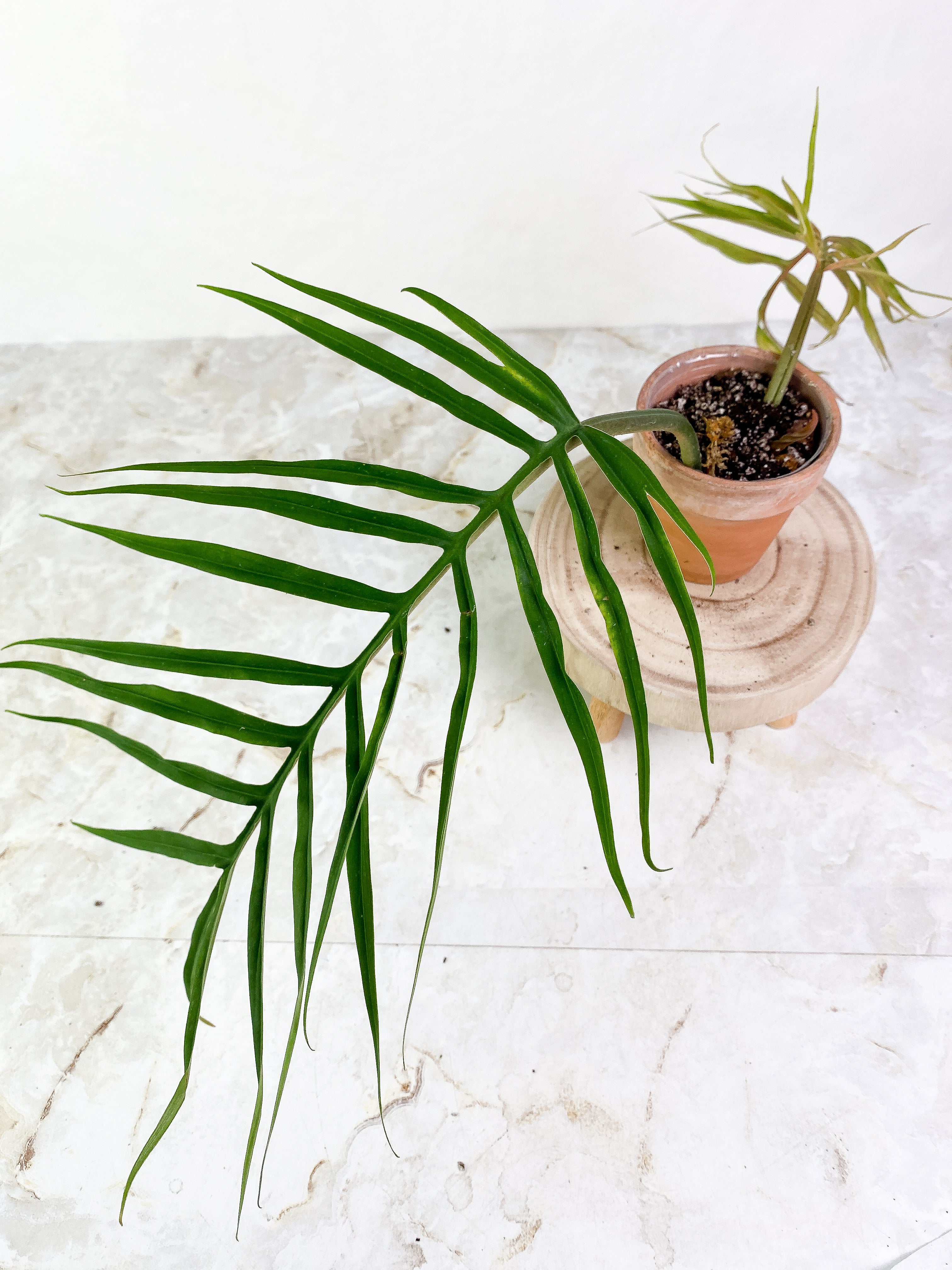 Philodendron Tortum Top Cutting 2 leaves 1 sprout Rooting