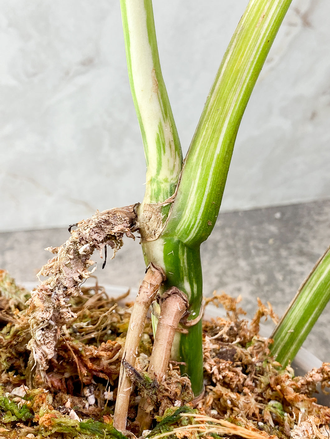 Monstera albo variegated 3 leaves 1 bud rooted in moss with 1 minty leaf