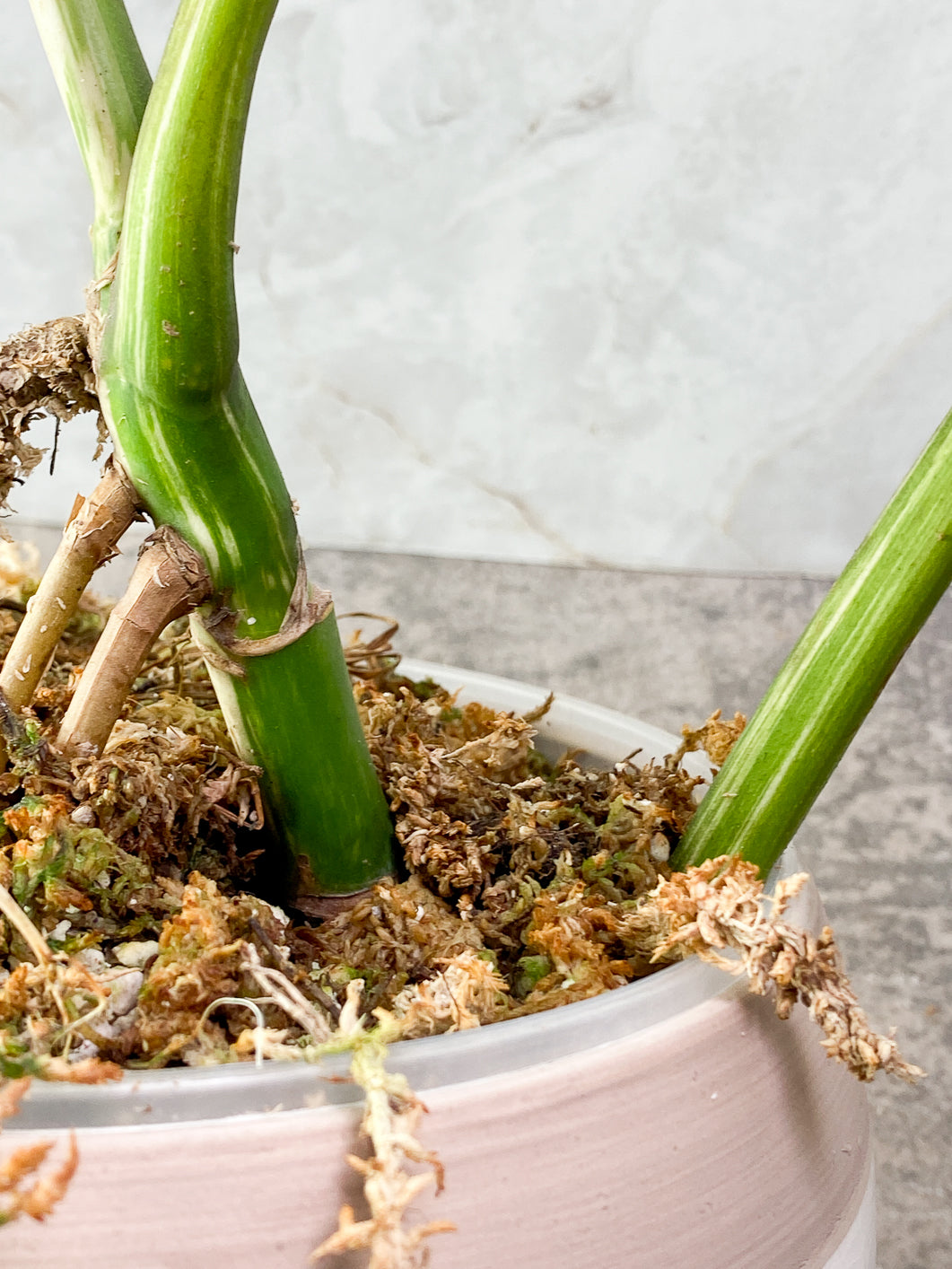 Monstera albo variegated 3 leaves 1 bud rooted in moss with 1 minty leaf