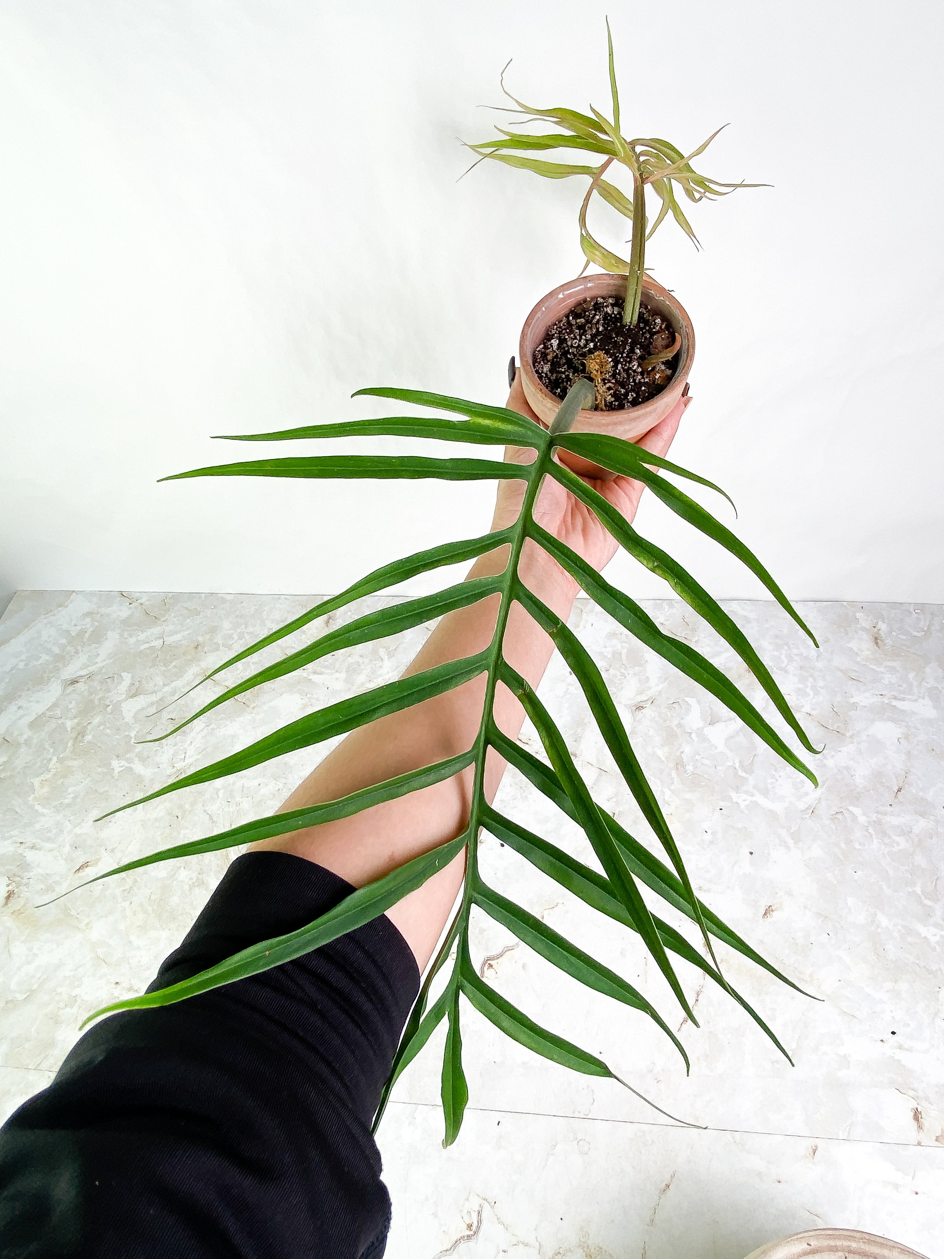 Philodendron Tortum Top Cutting 2 leaves 1 sprout Rooting