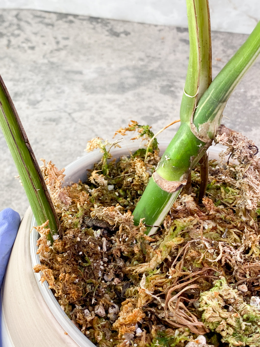 Monstera albo variegated 3 leaves 1 bud rooted in moss with 1 minty leaf