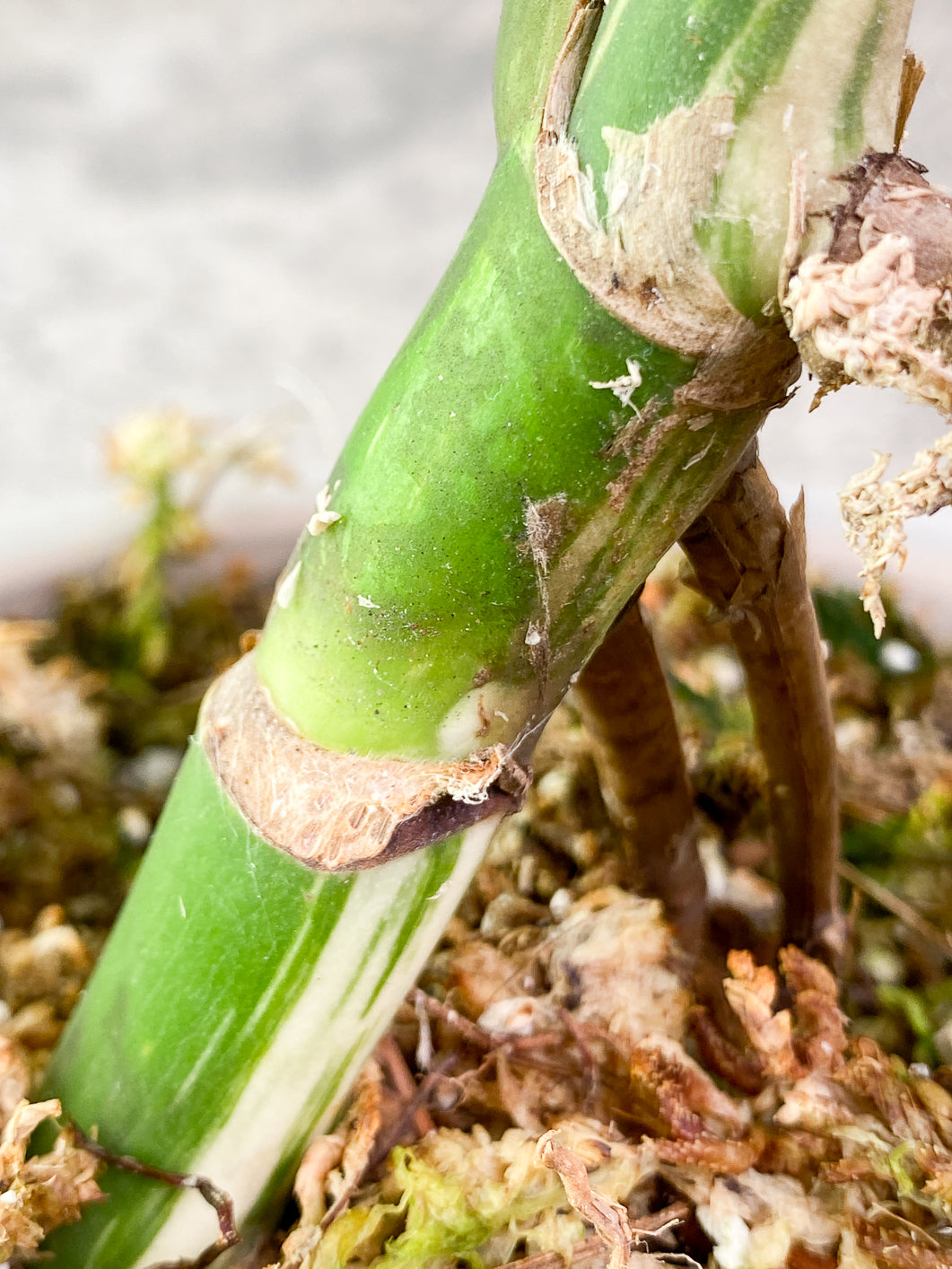 Monstera albo variegated 3 leaves 1 bud rooted in moss with 1 minty leaf