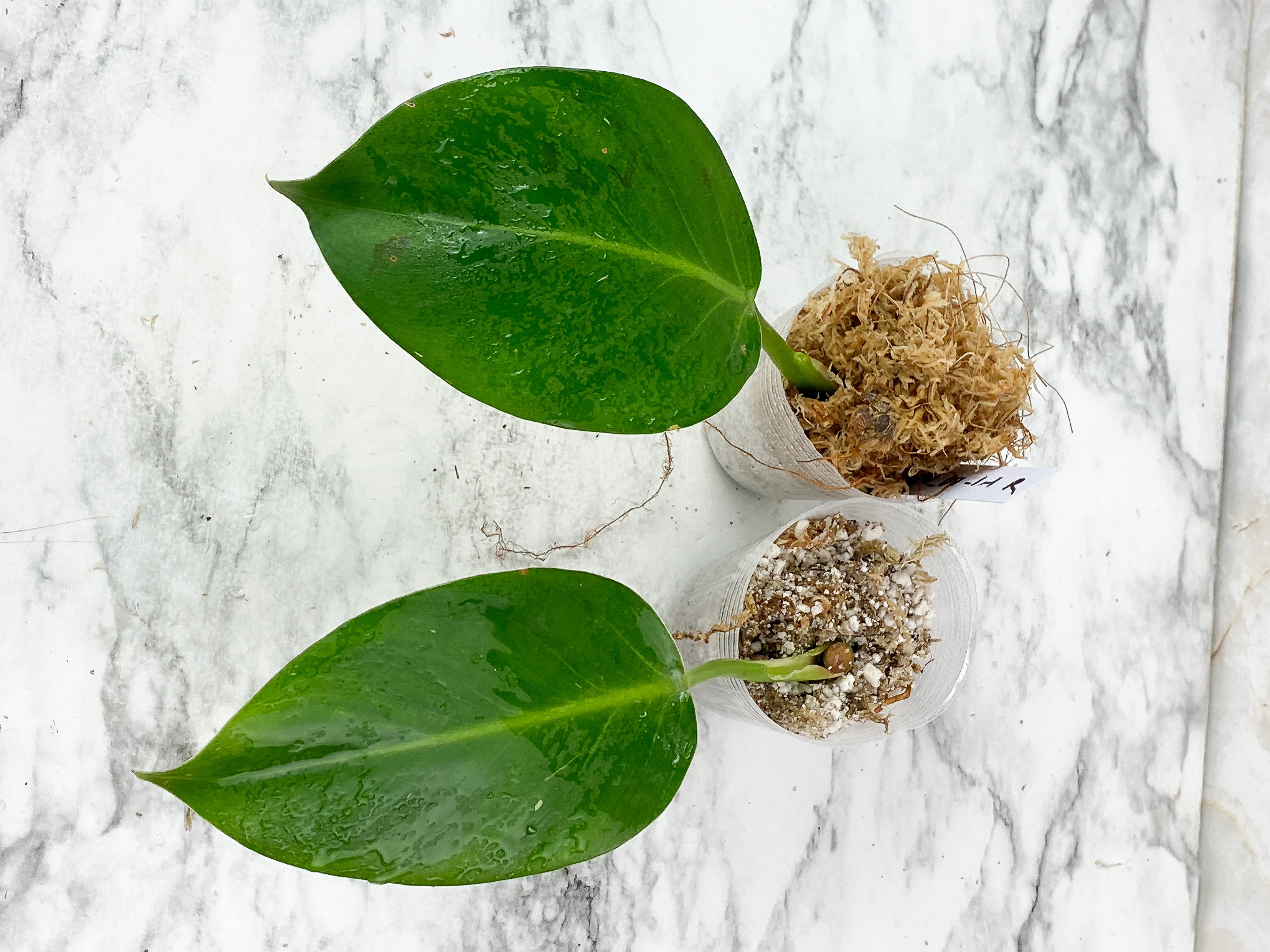 NOT FOR SALE: Grower Choice: Philodendron White Wizard Rooted Cutting.