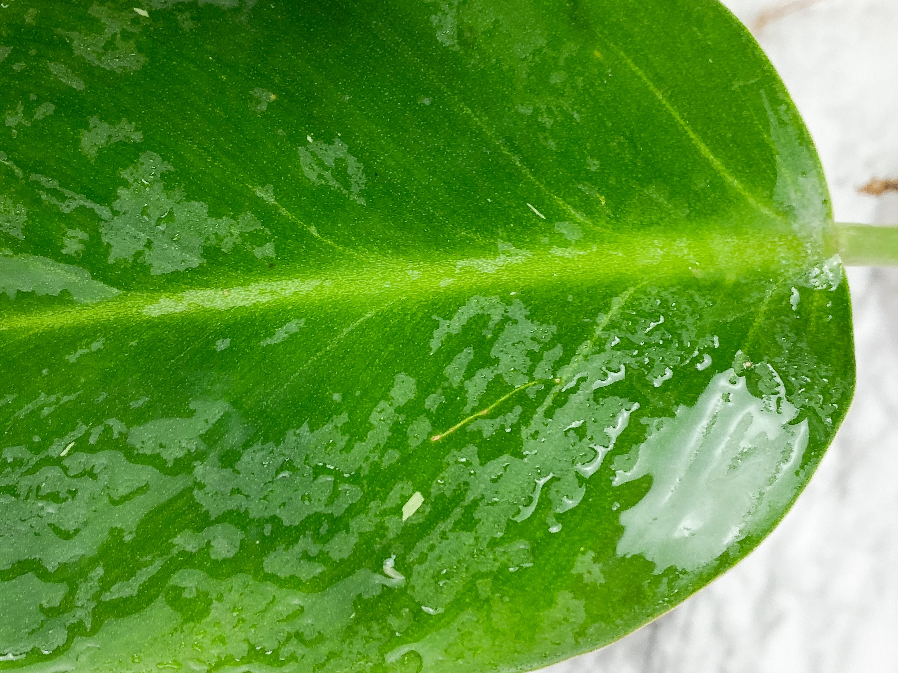NOT FOR SALE: Grower Choice: Philodendron White Wizard Rooted Cutting.
