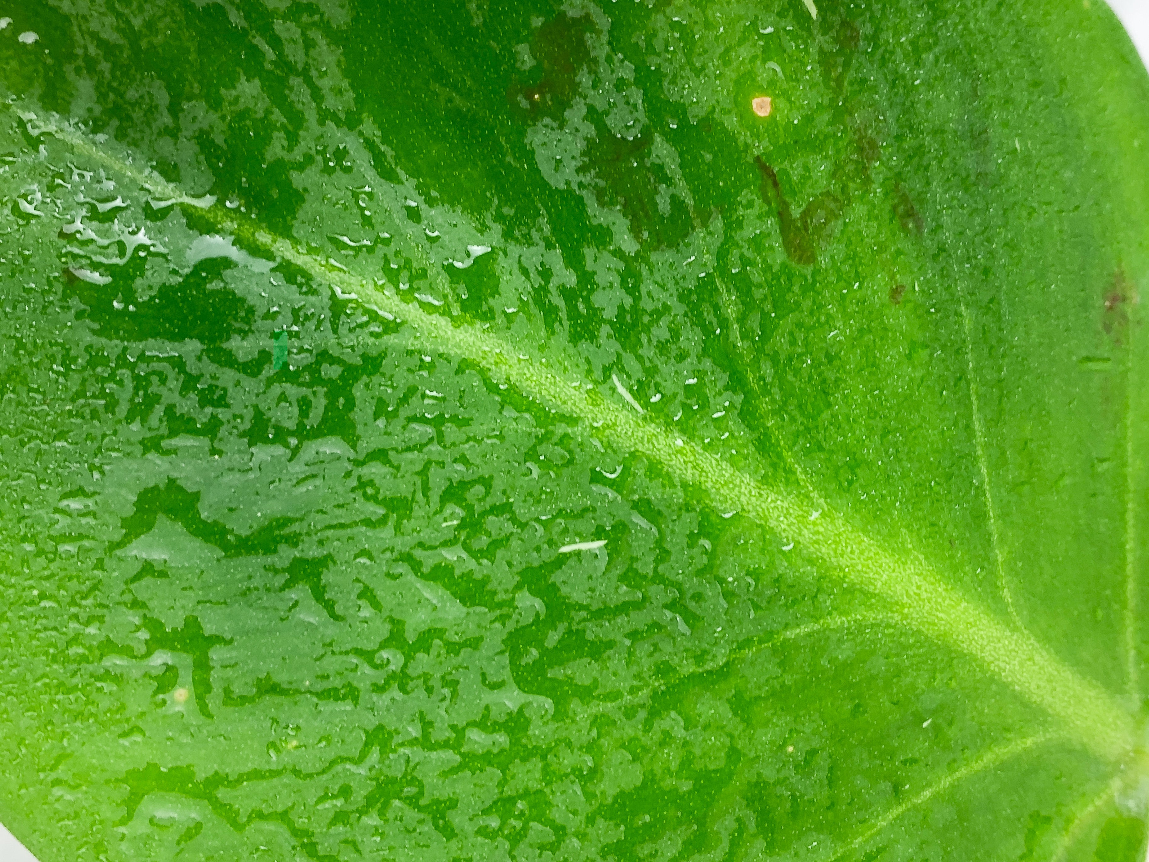 NOT FOR SALE: Grower Choice: Philodendron White Wizard Rooted Cutting.