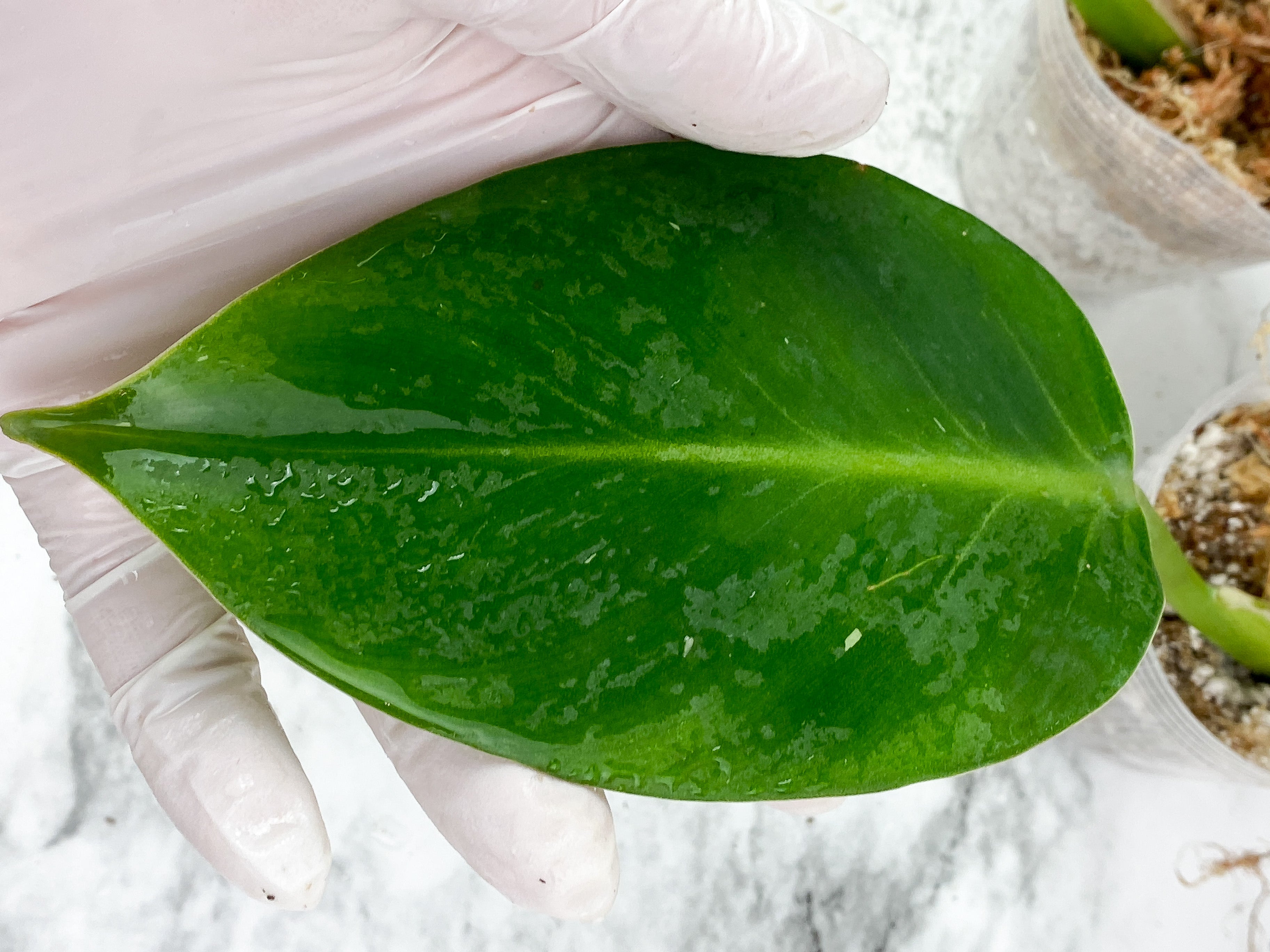 NOT FOR SALE: Grower Choice: Philodendron White Wizard Rooted Cutting.