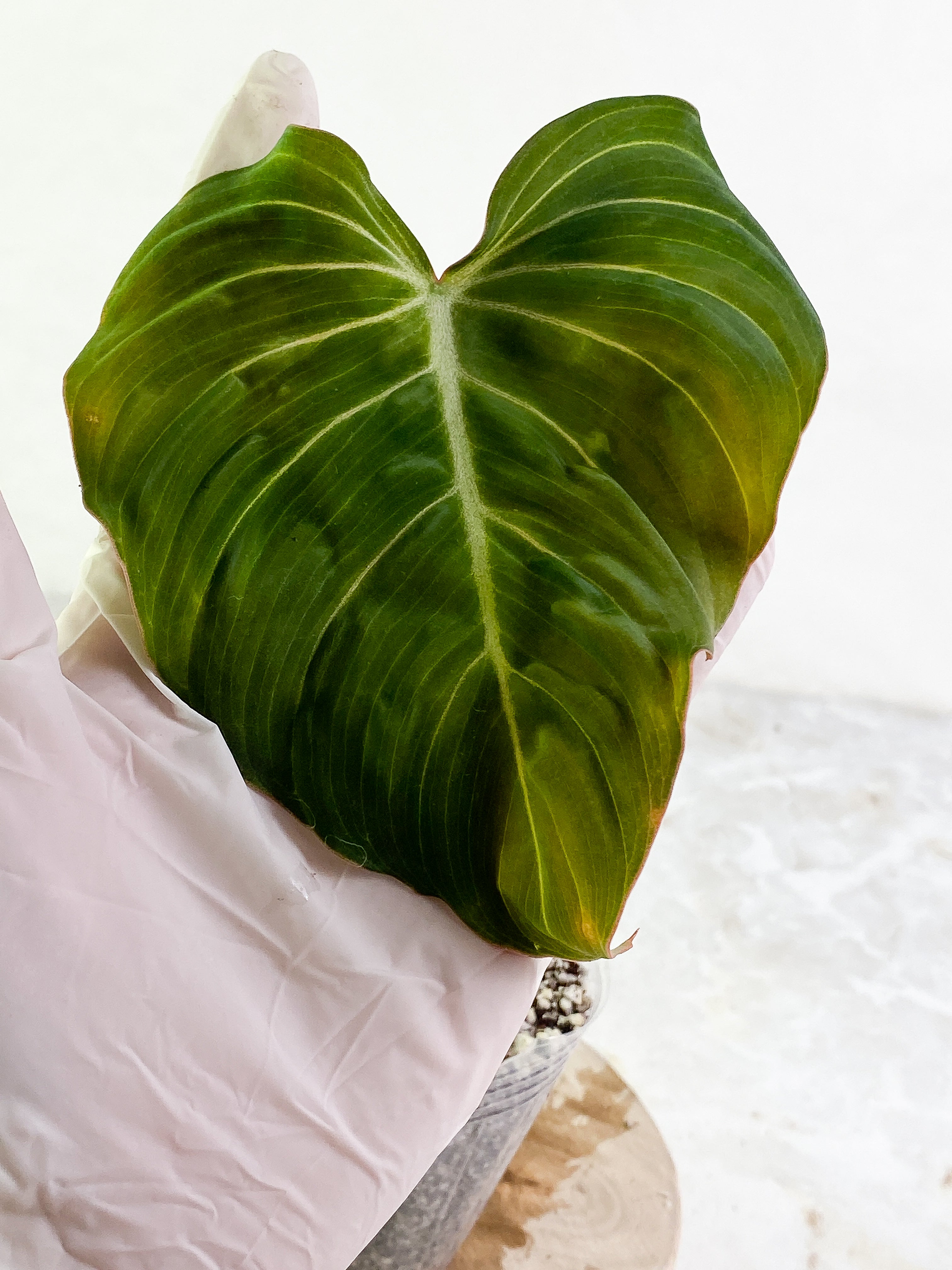 Philodendron Glorious 1 leaf 1 sprout rooted Top Cutting