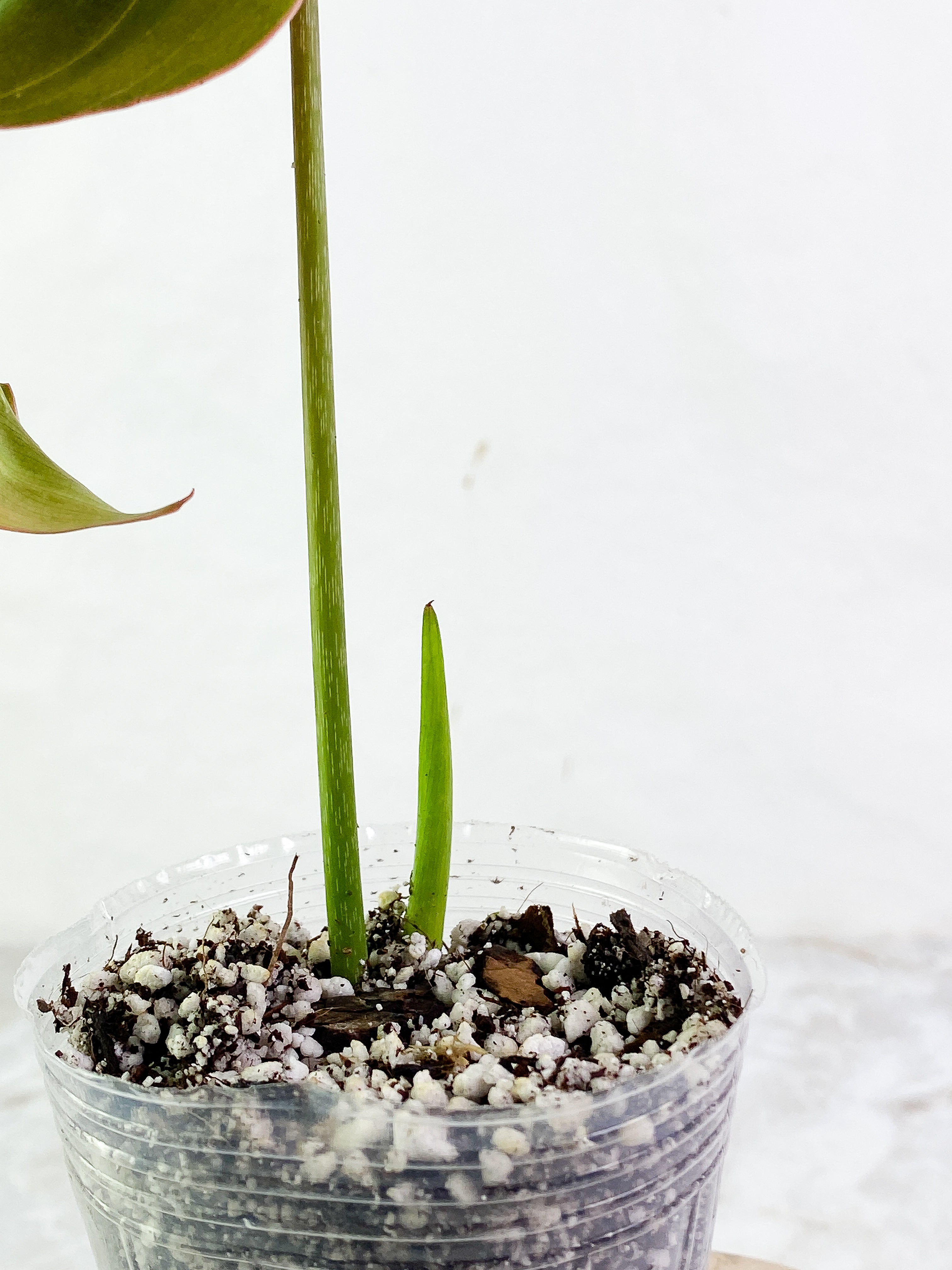 Philodendron Glorious 1 leaf 1 sprout rooted Top Cutting