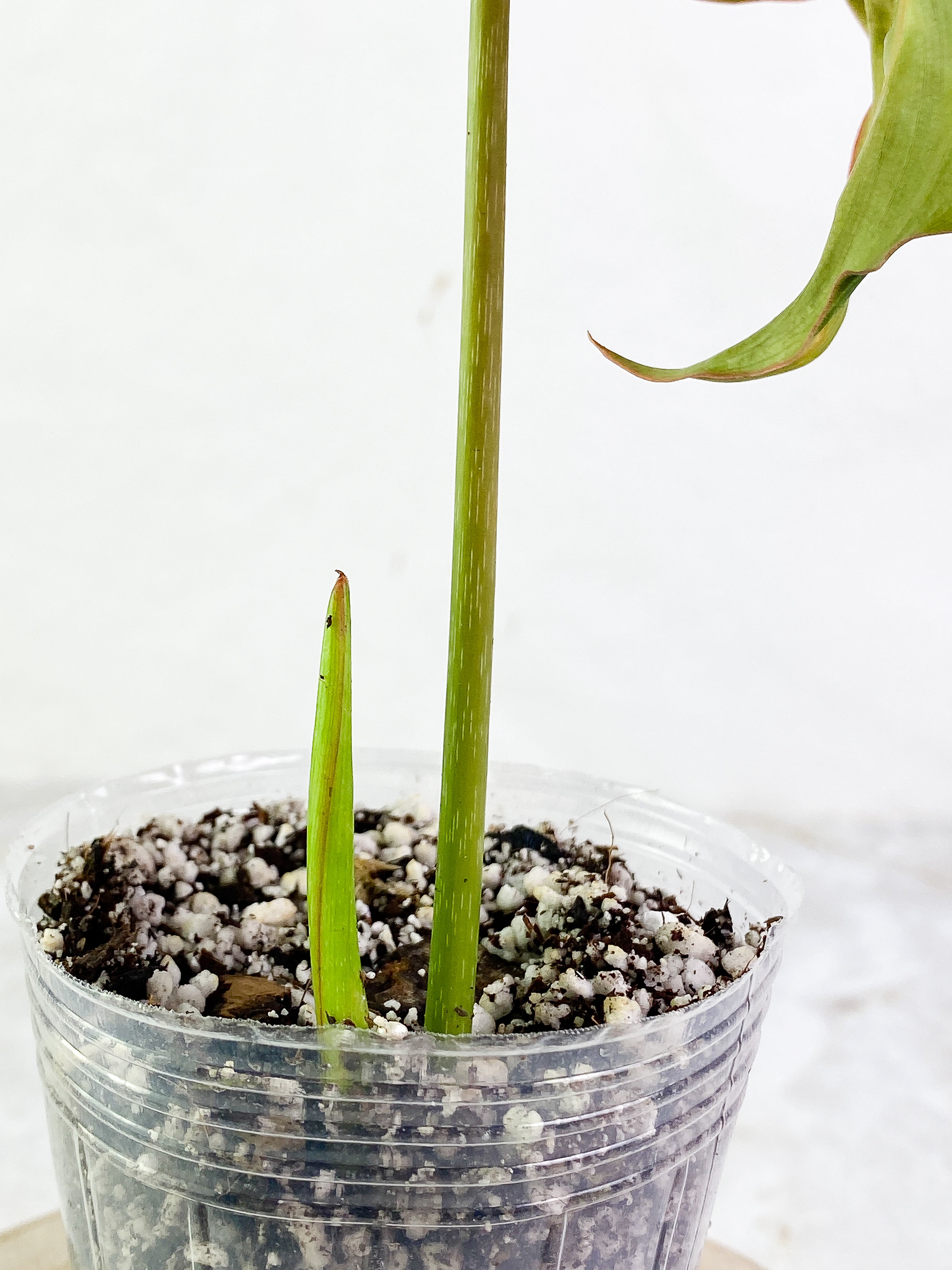 Philodendron Glorious 1 leaf 1 sprout rooted Top Cutting