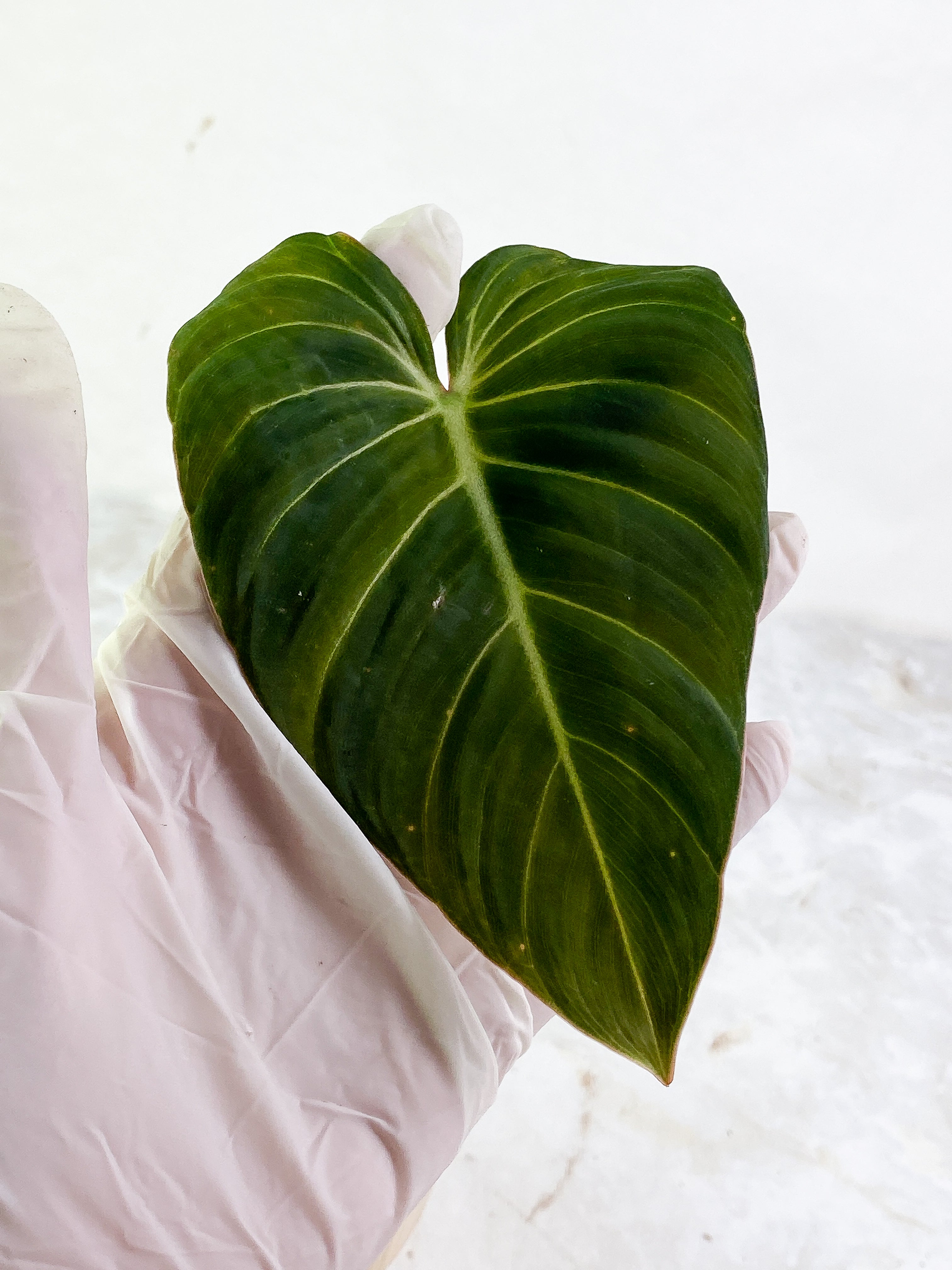 Philodendron Glorious 1 leaf 1 sprout slightly rooted