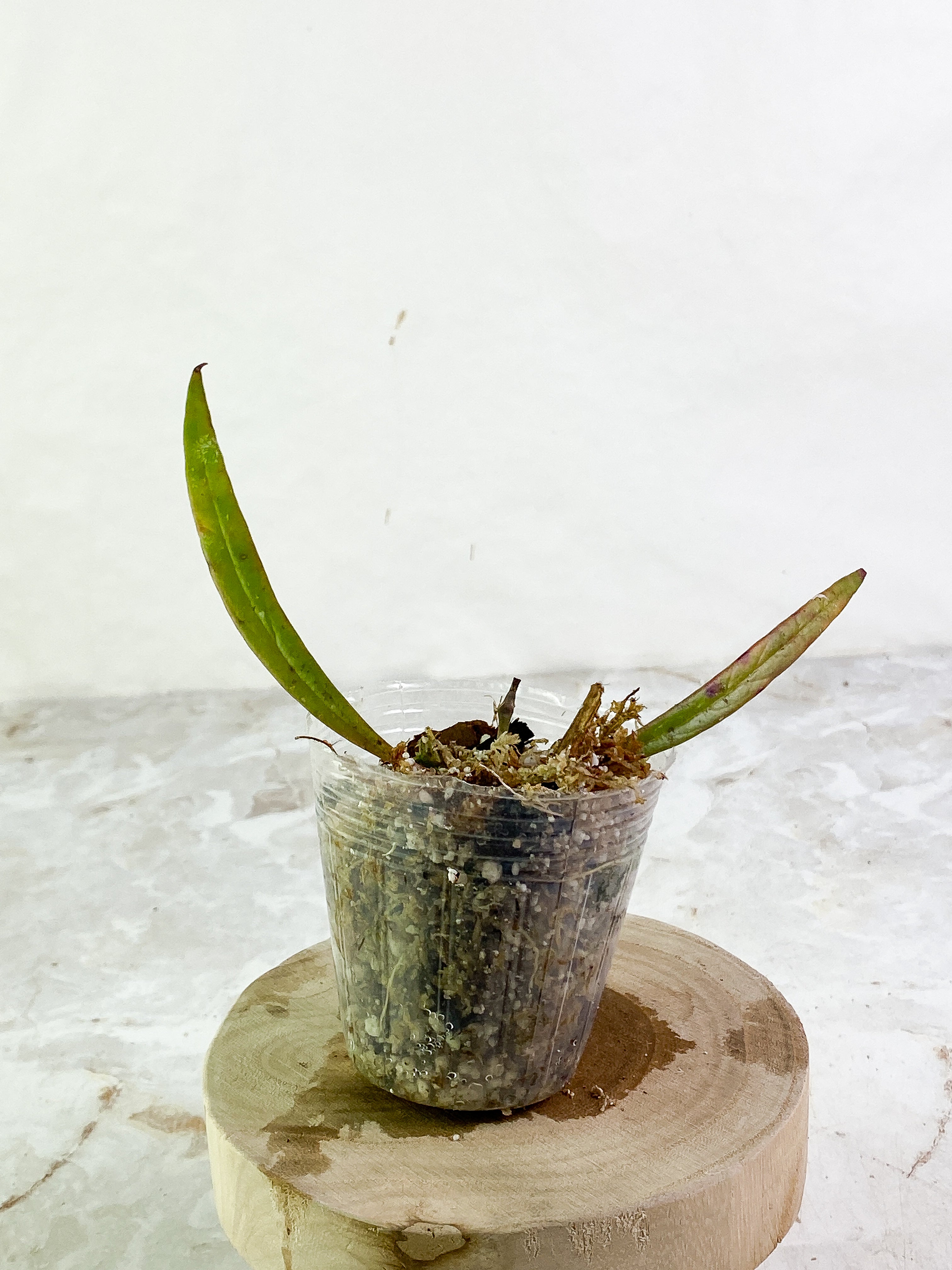 hoya sulawesiana 2 leaves rooted