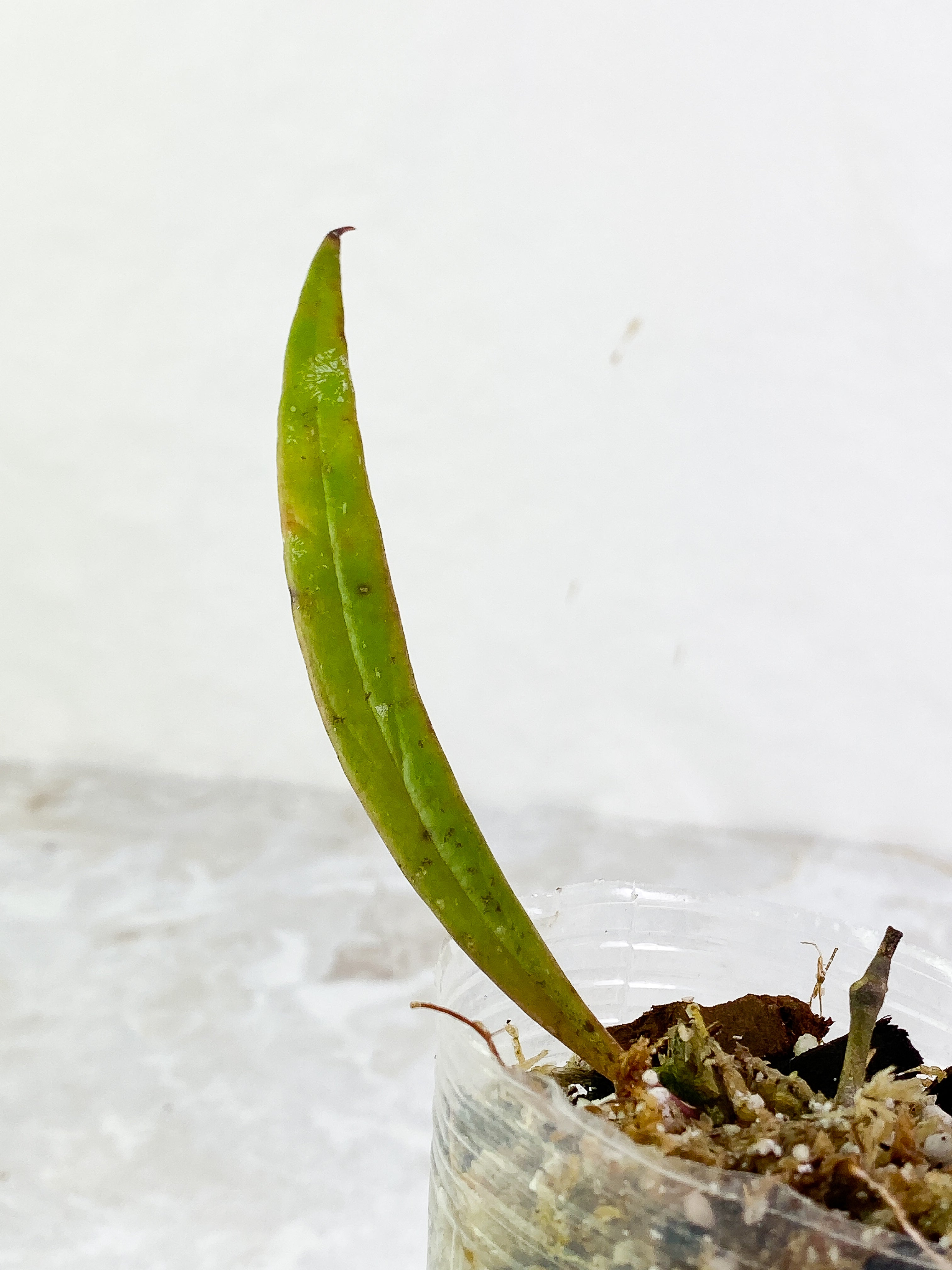 hoya sulawesiana 2 leaves rooted