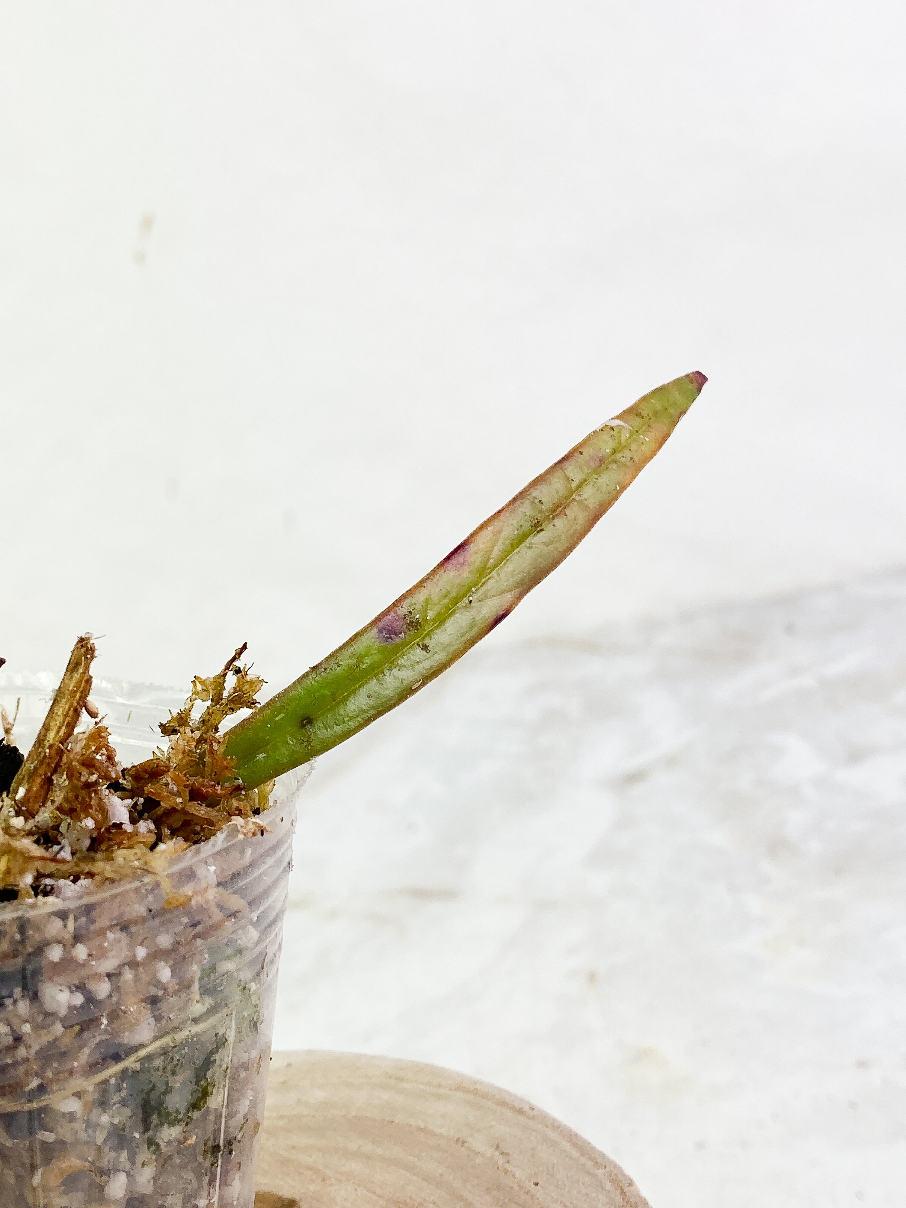 hoya sulawesiana 2 leaves rooted