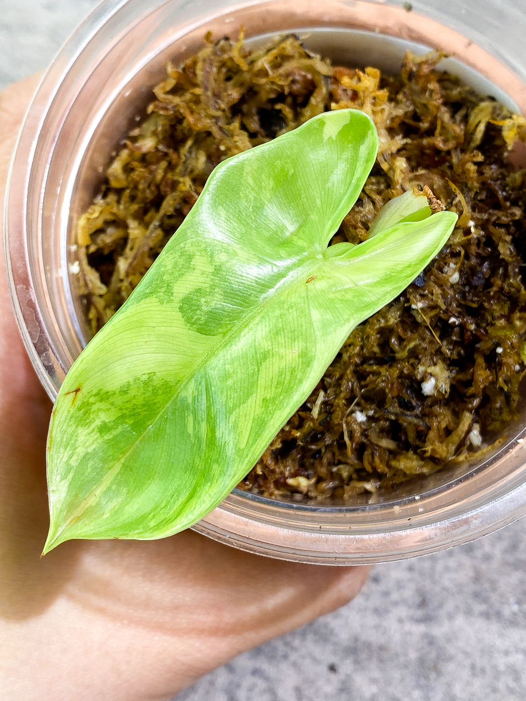Philodendron bipennifolium variegated Rooted highly variegate 1 leaf 1 sprout