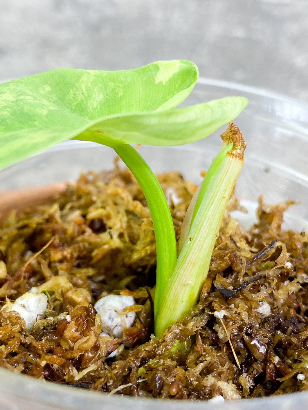 Philodendron bipennifolium variegated Rooted highly variegate 1 leaf 1 sprout