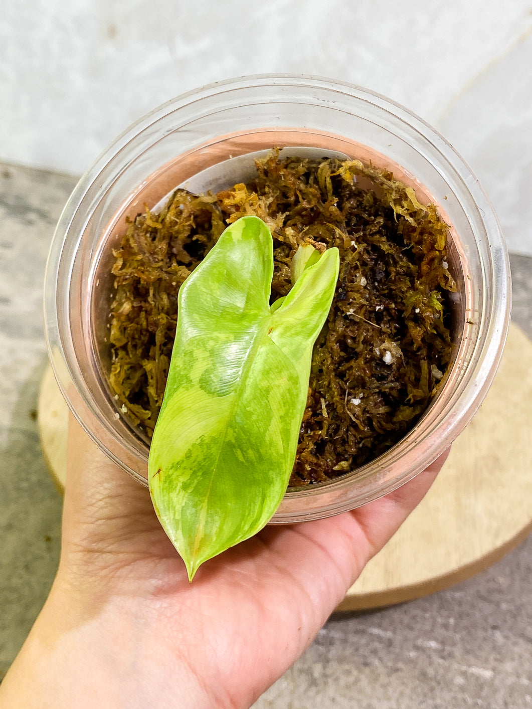 Philodendron bipennifolium variegated Rooted highly variegate 1 leaf 1 sprout