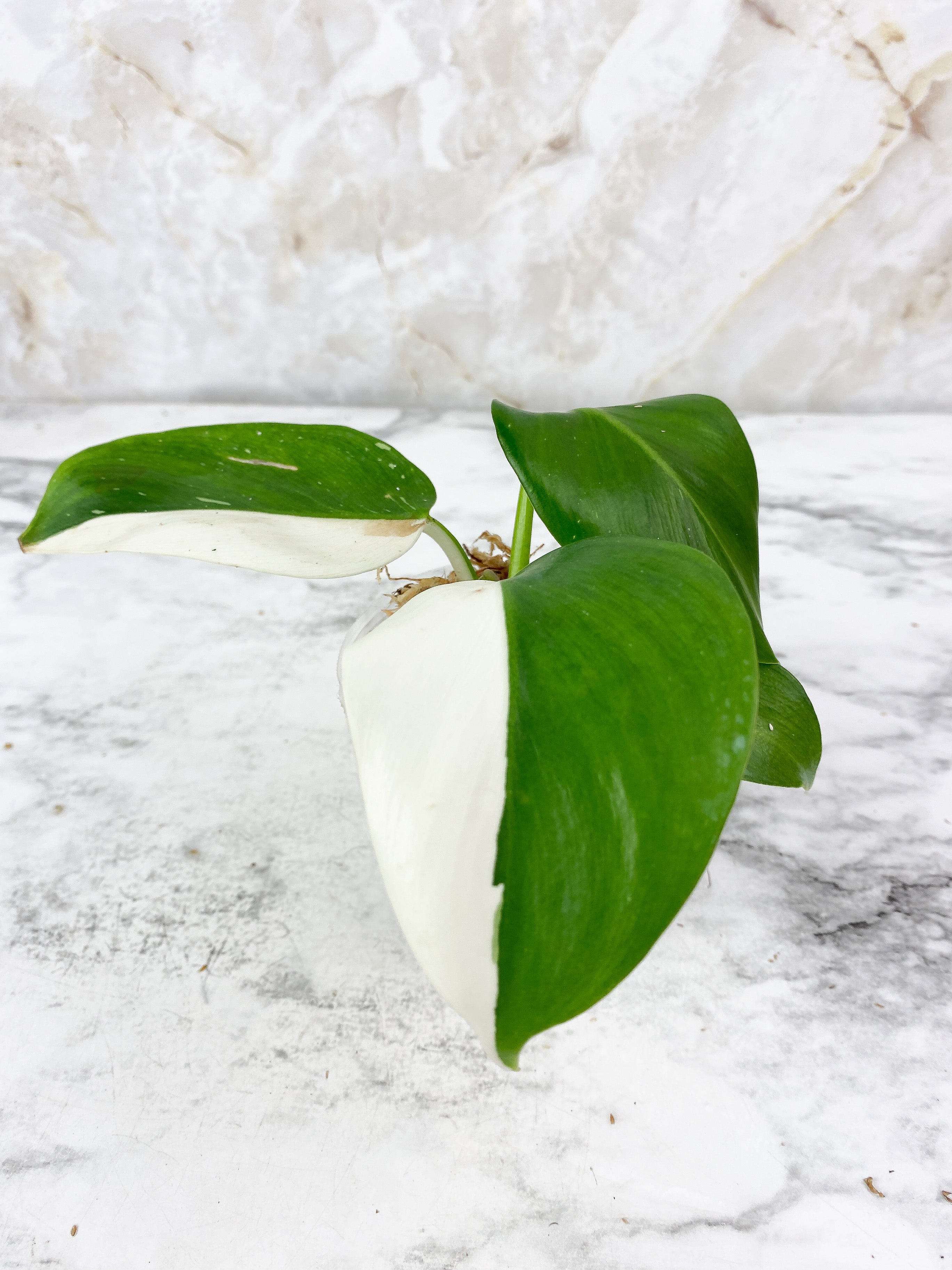 NOT FOR SALE: Philodendron White Wizard Rooting Top Cutting. 3 leaves. Highly Variegated