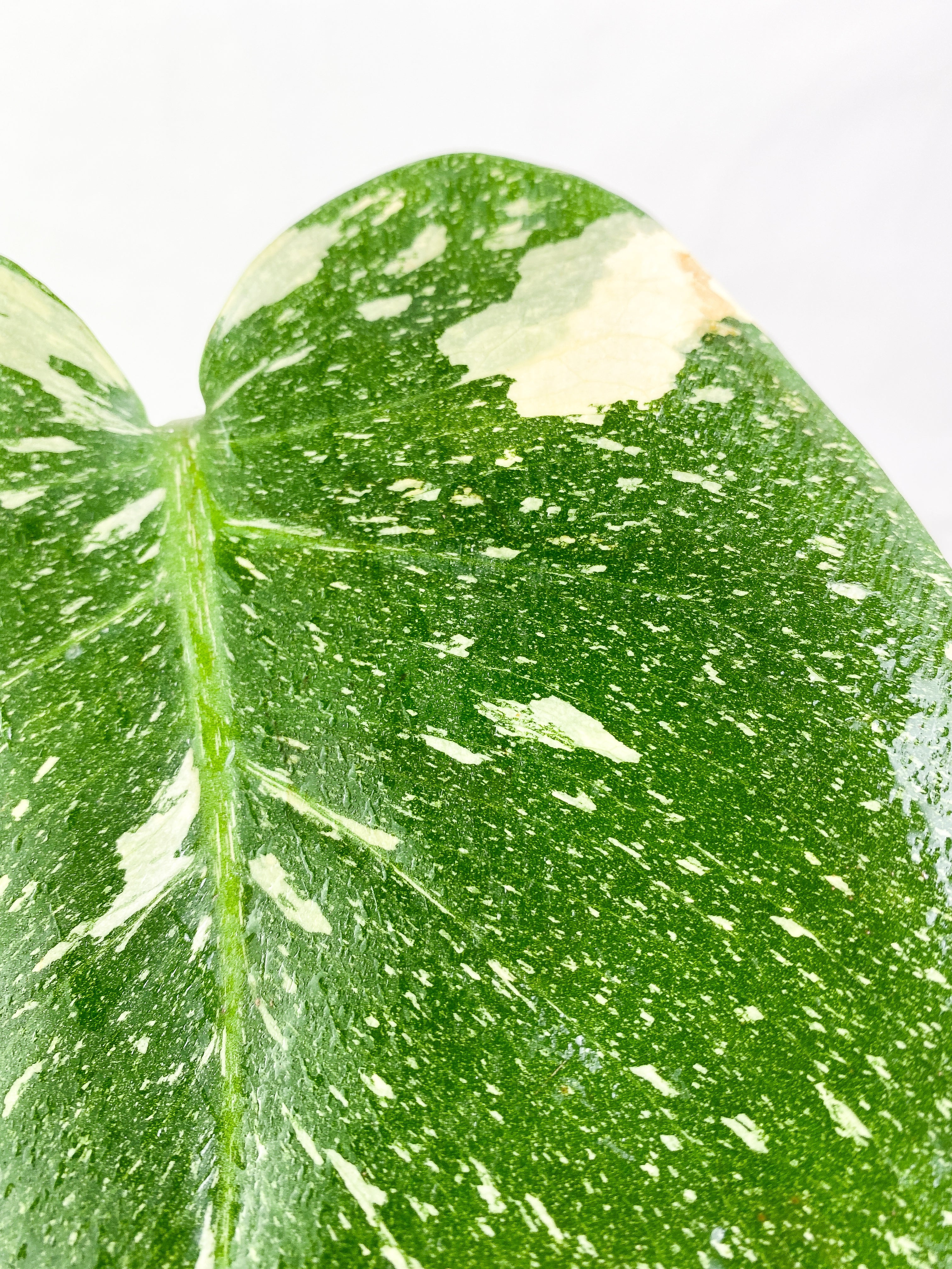 Monstera Thai Large 1 leaf Rooted