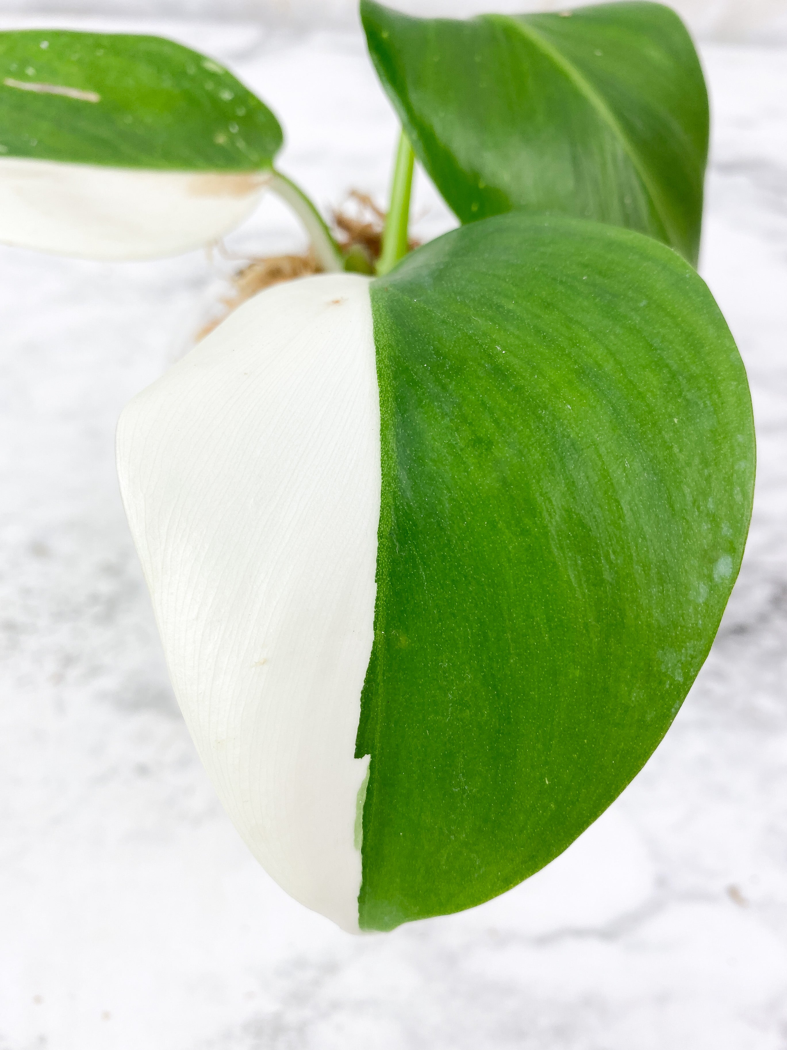 NOT FOR SALE: Philodendron White Wizard Rooting Top Cutting. 3 leaves. Highly Variegated
