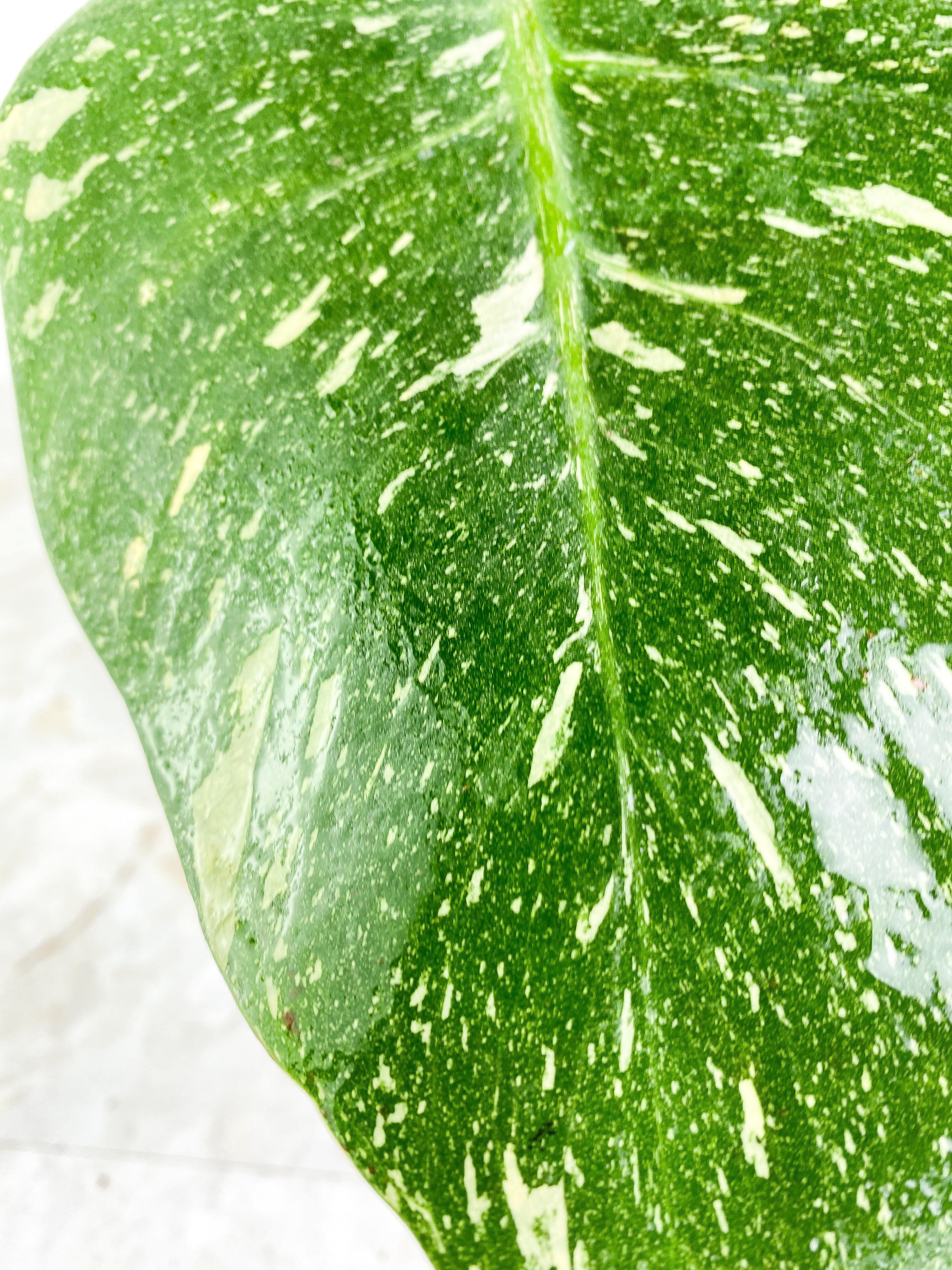 Monstera Thai Large 1 leaf Rooted