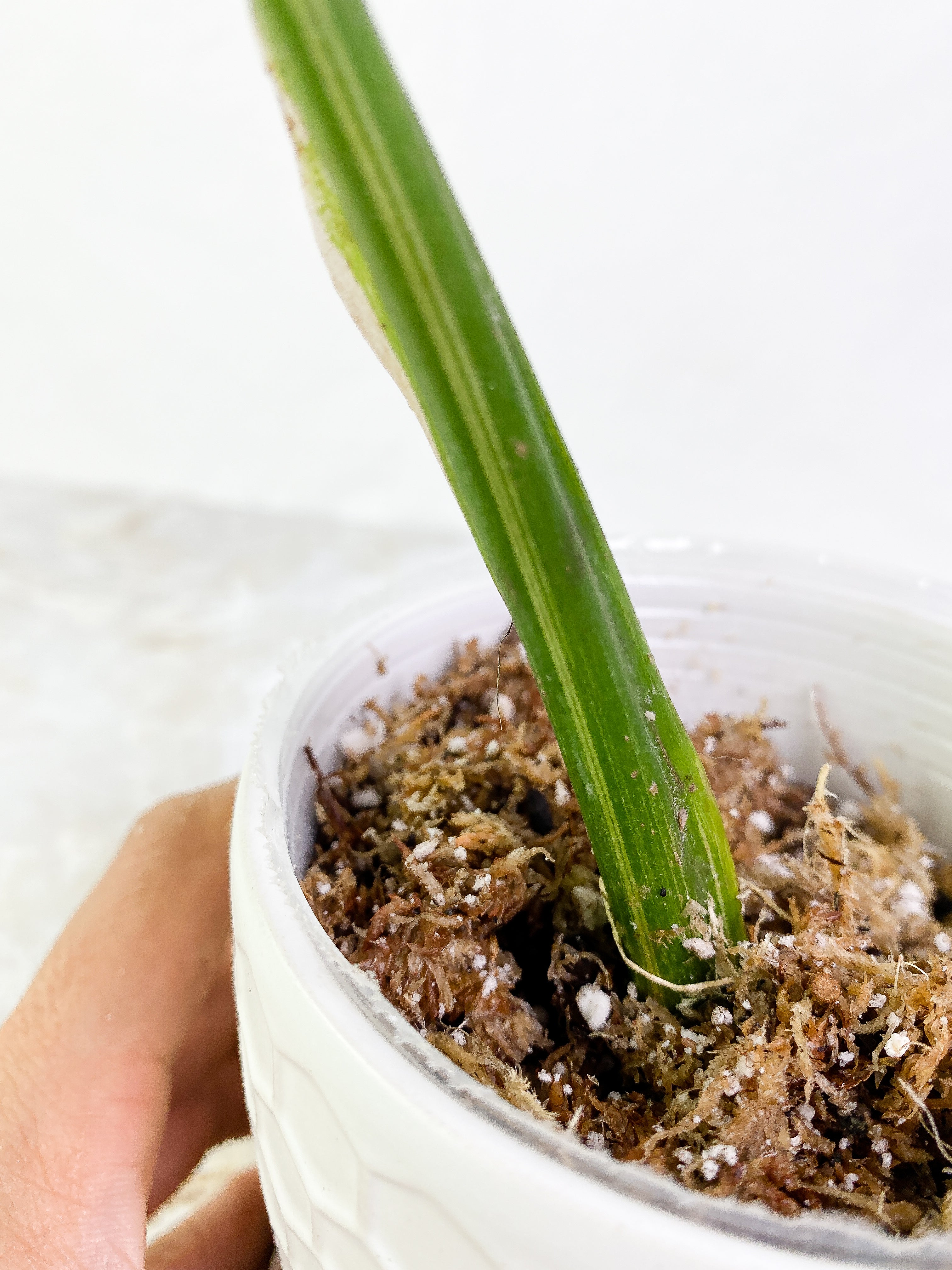 Monstera Thai Large 1 leaf Rooted