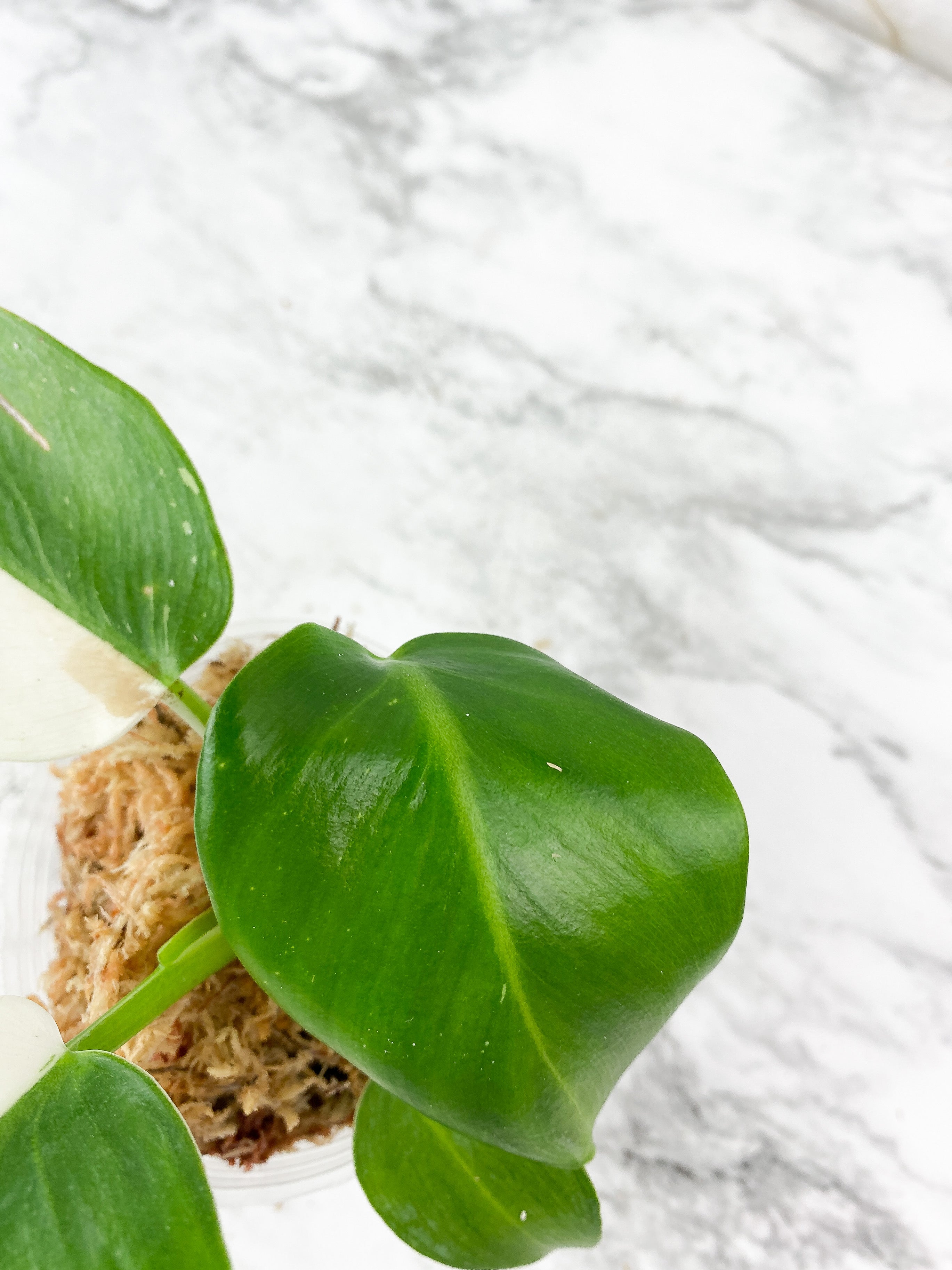 NOT FOR SALE: Philodendron White Wizard Rooting Top Cutting. 3 leaves. Highly Variegated