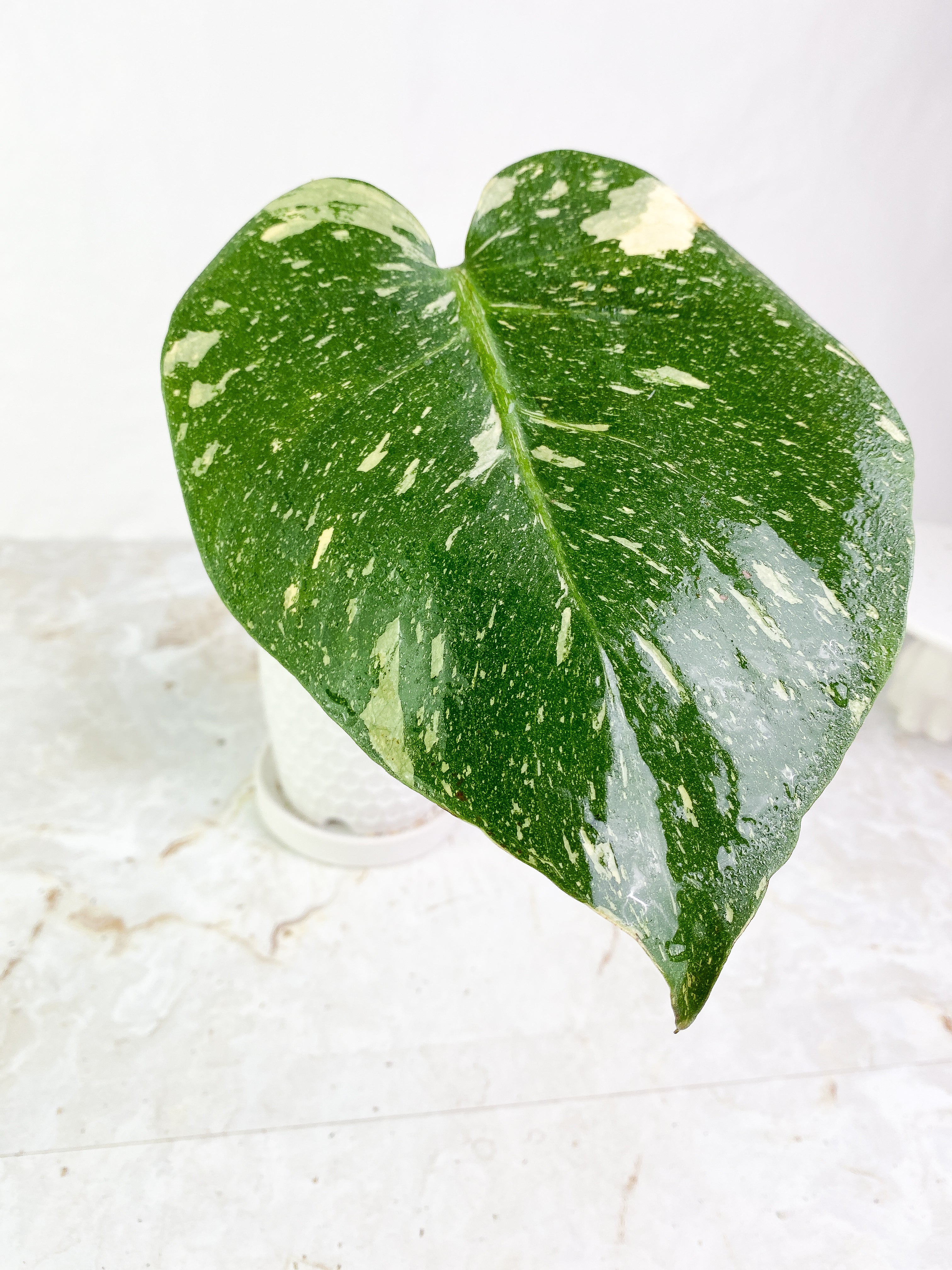 Monstera Thai Large 1 leaf Rooted