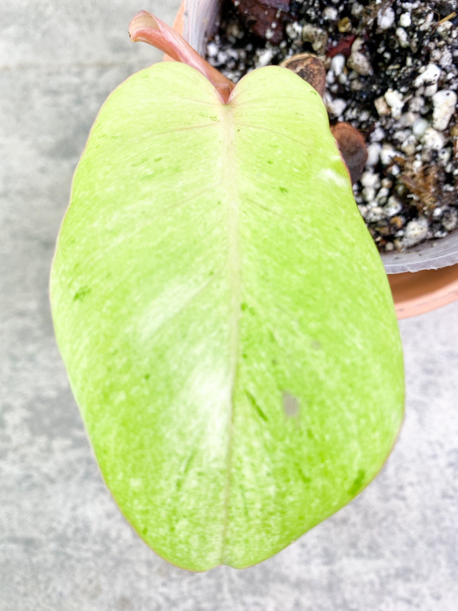 Philodendron SnowDrifts 1 leaf slightly rooted