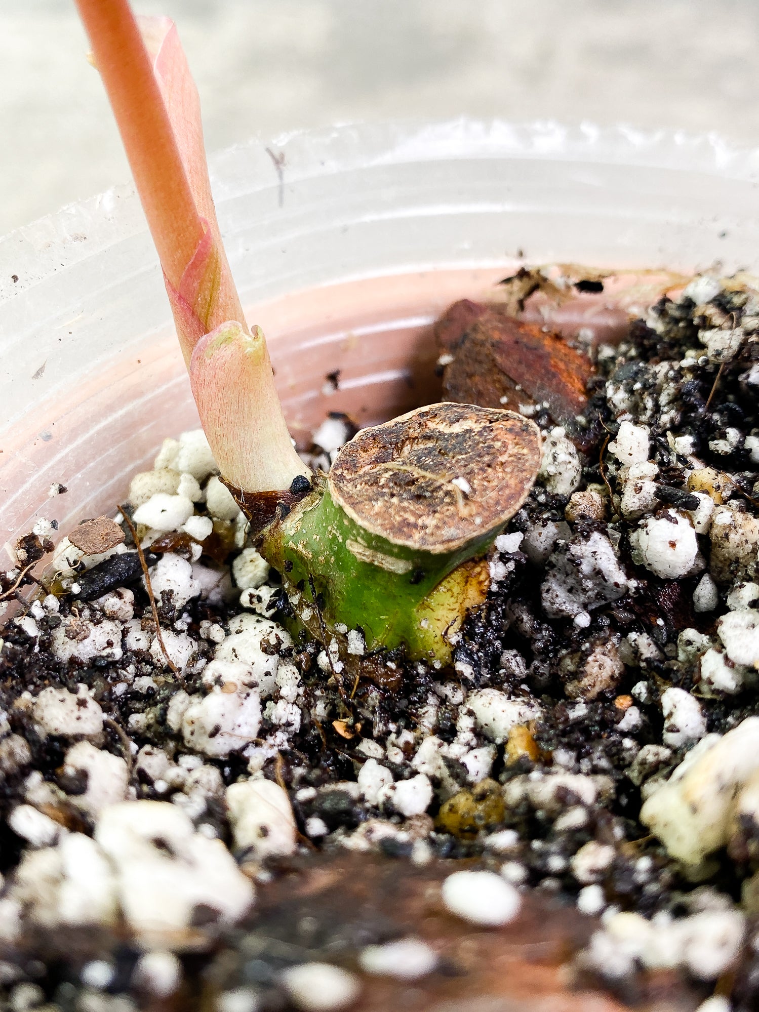 Philodendron SnowDrifts 1 leaf slightly rooted