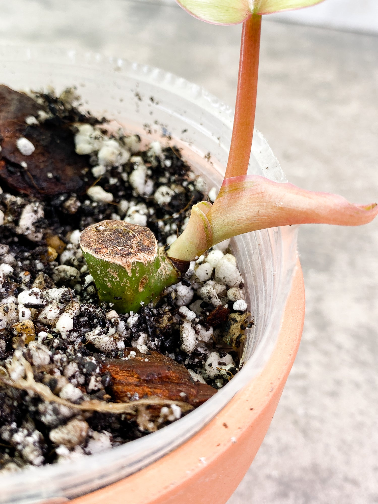 Philodendron SnowDrifts 1 leaf slightly rooted