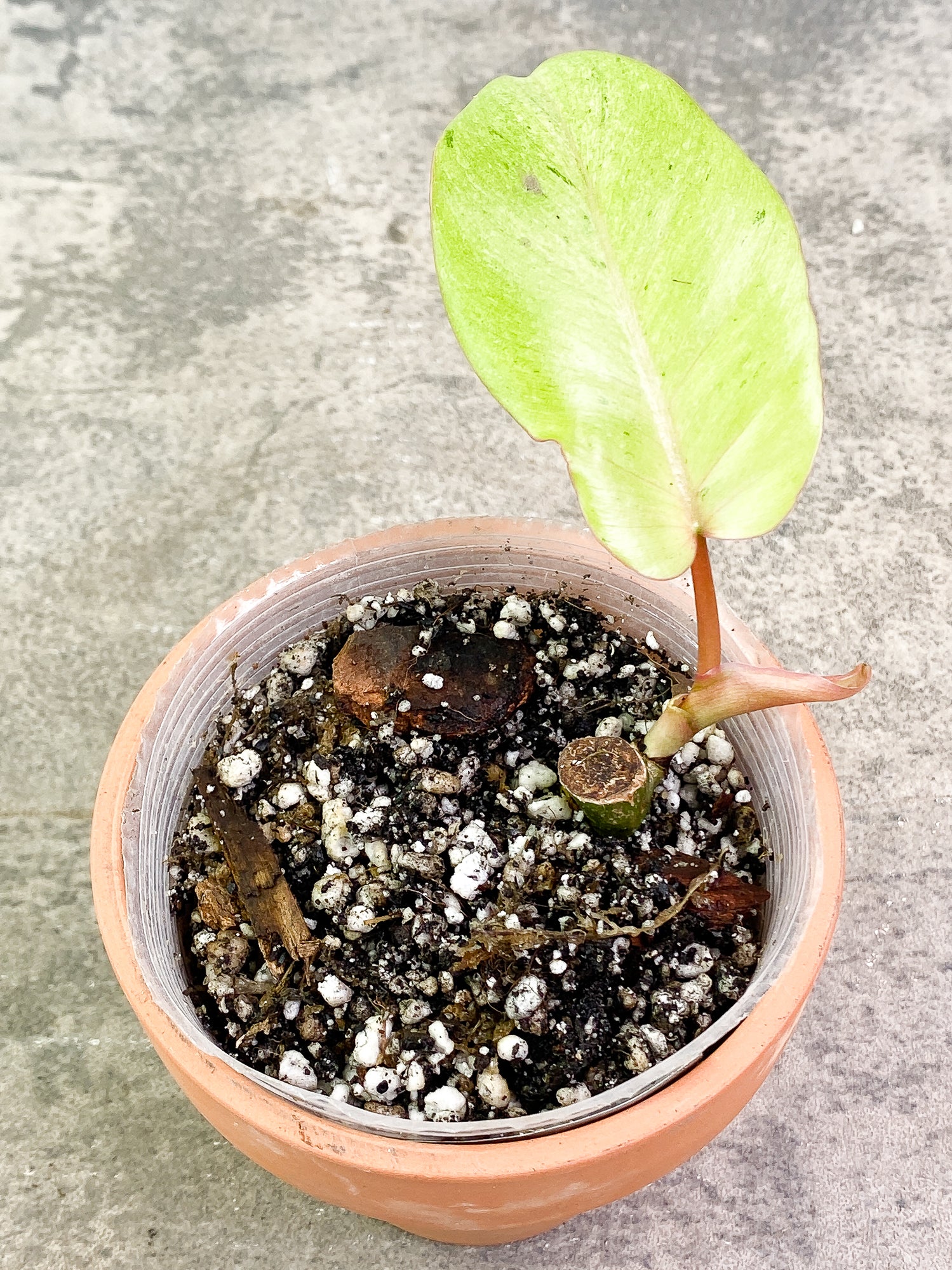 Philodendron SnowDrifts 1 leaf slightly rooted