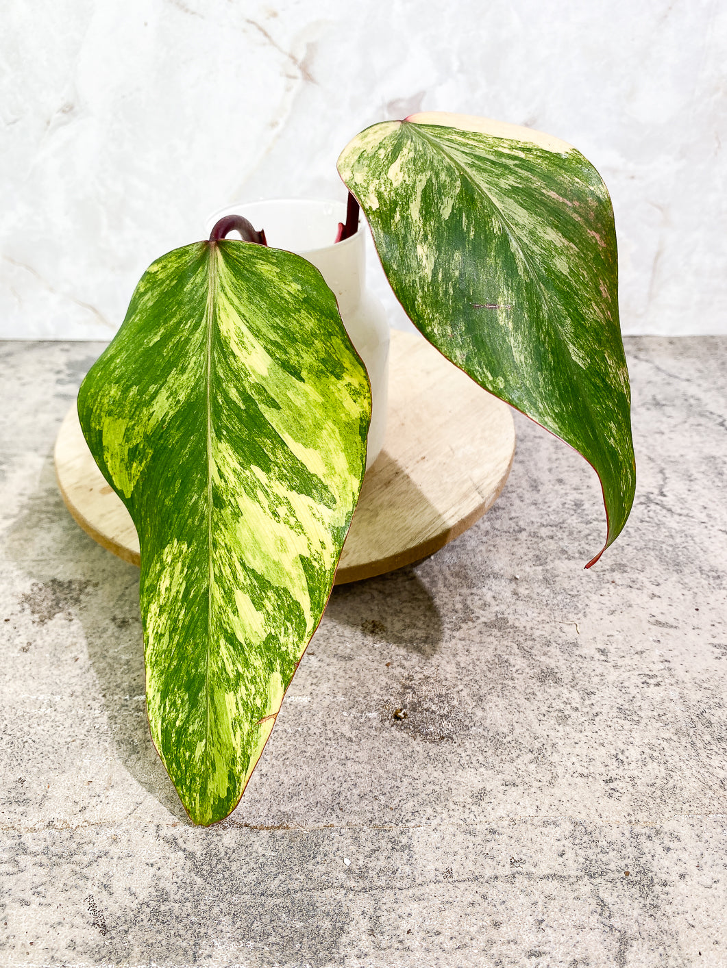 Philodendron Strawberry Shake 1 leaf multiple node 2 activated sprouts