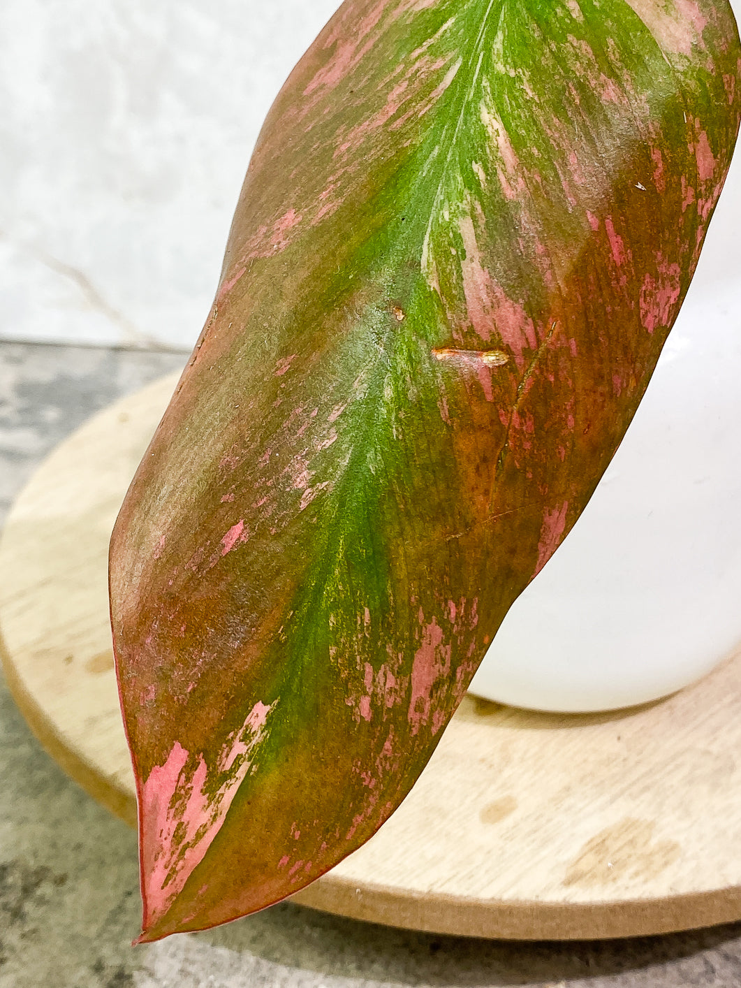 Philodendron Strawberry Shake 1 leaf multiple node 2 activated sprouts