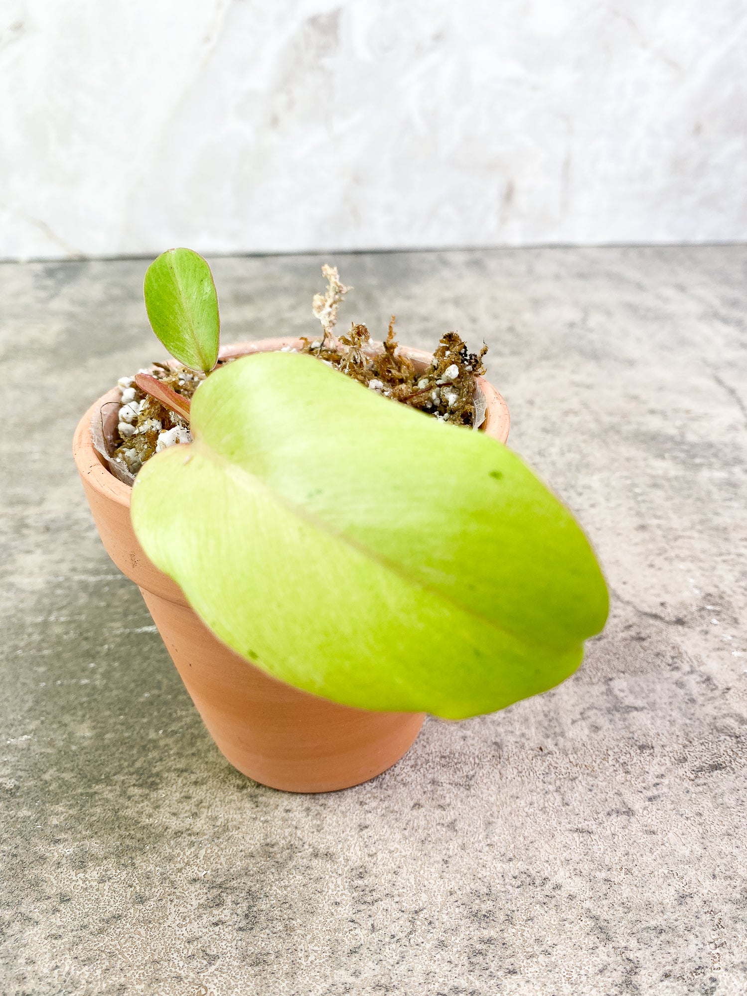 Philodendron SnowDrifts 2 leaves 1 sprout fully rooted double node