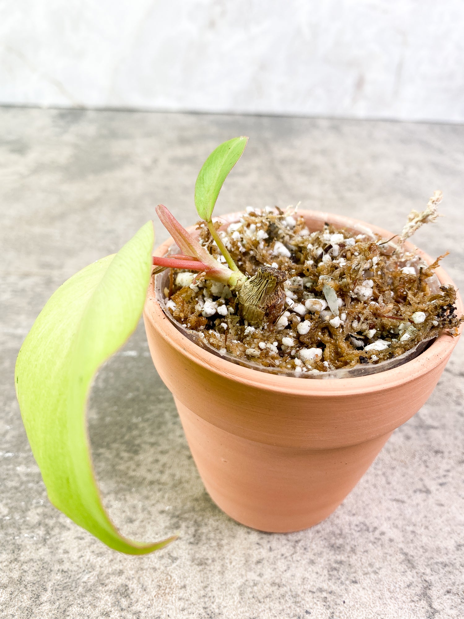 Philodendron SnowDrifts 2 leaves 1 sprout fully rooted double node
