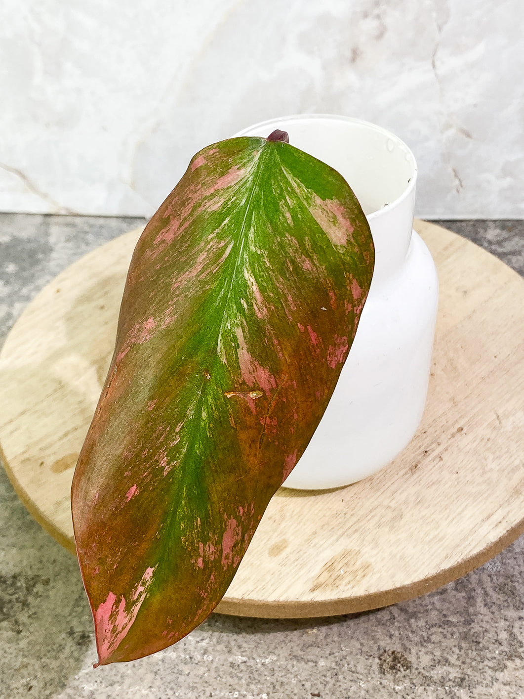 Philodendron Strawberry Shake 1 leaf multiple node 2 activated sprouts
