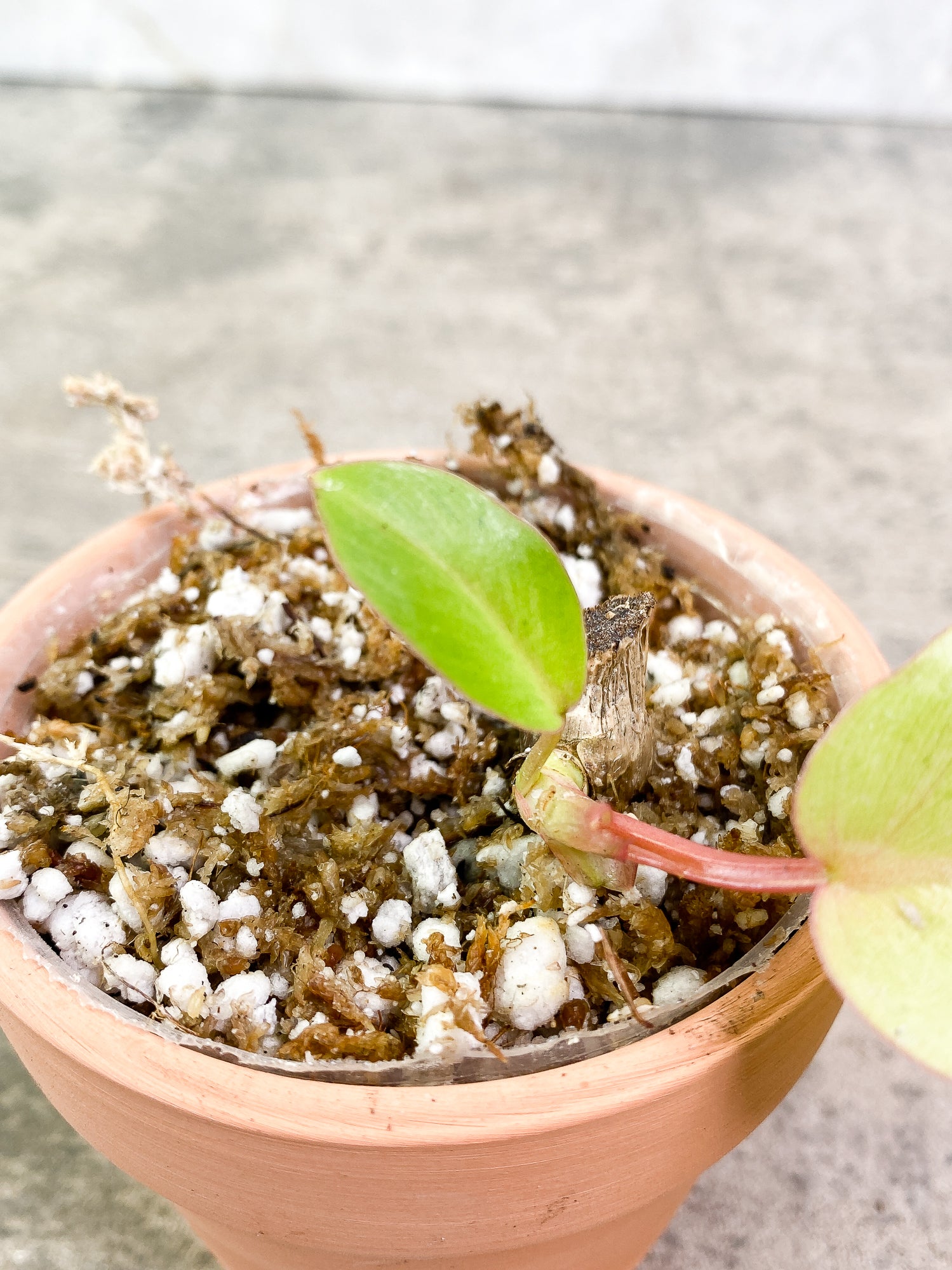 Philodendron SnowDrifts 2 leaves 1 sprout fully rooted double node