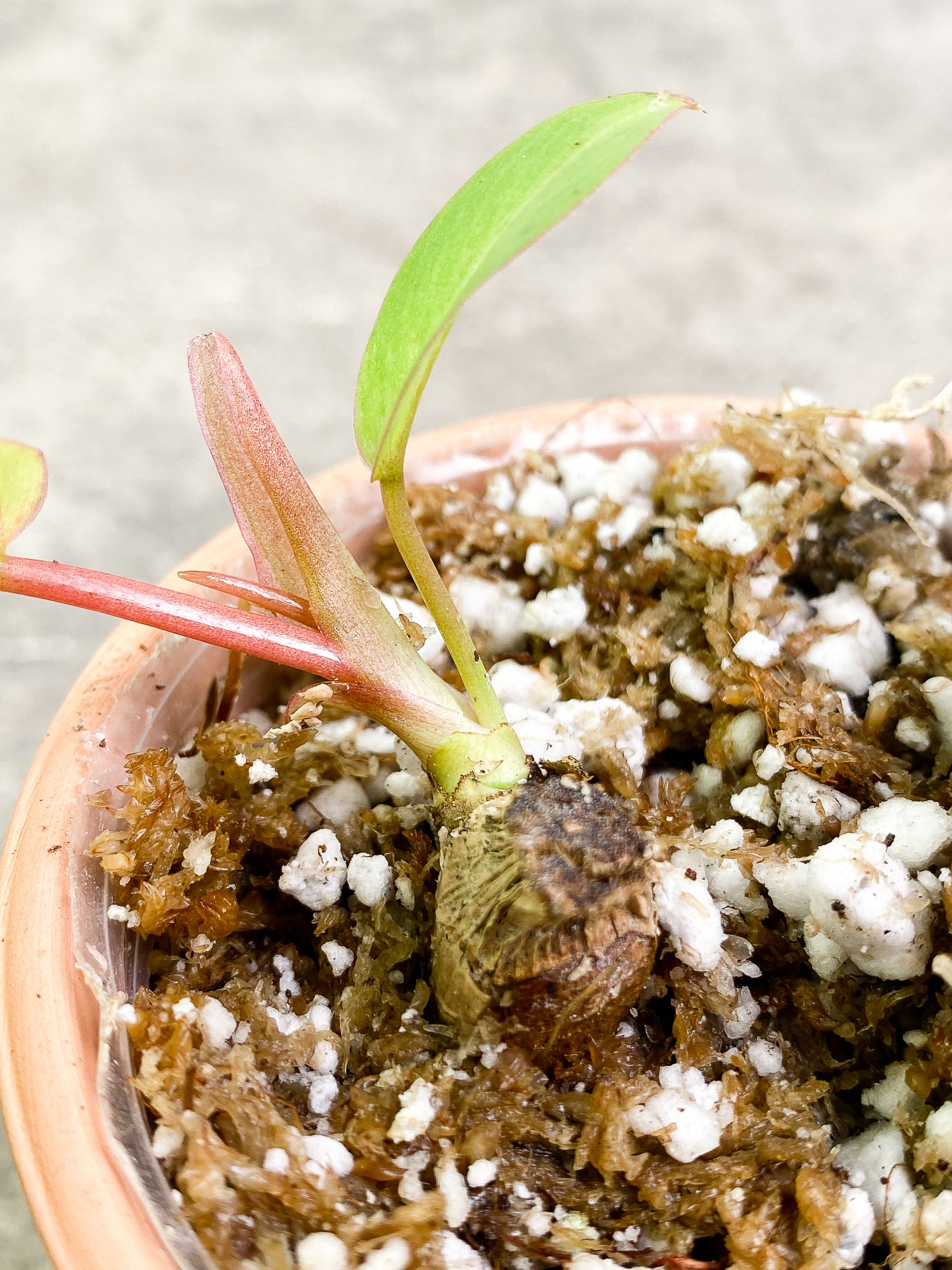 Philodendron SnowDrifts 2 leaves 1 sprout fully rooted double node