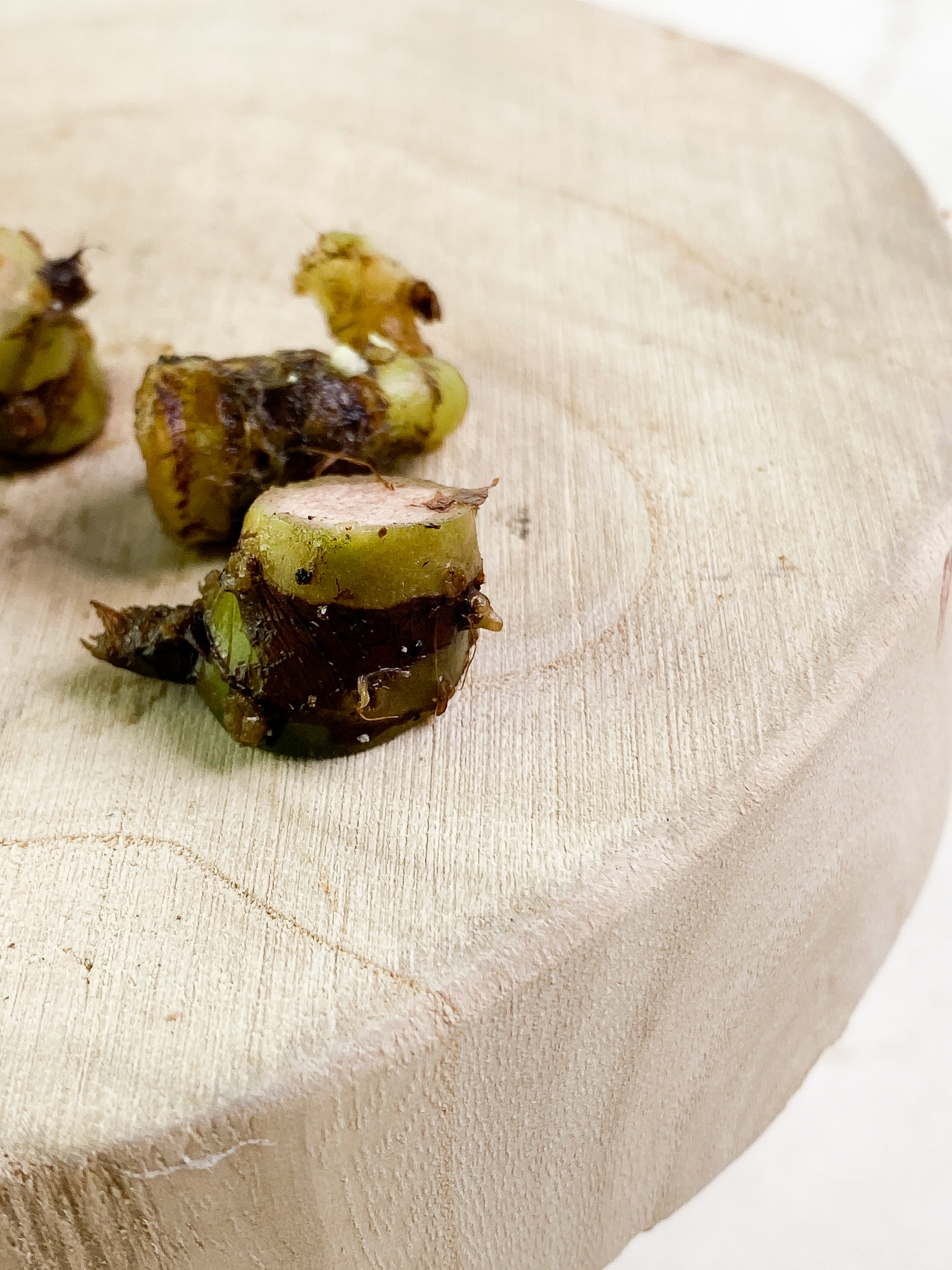 Grower Choice: Alocasia Golden Bone Corm