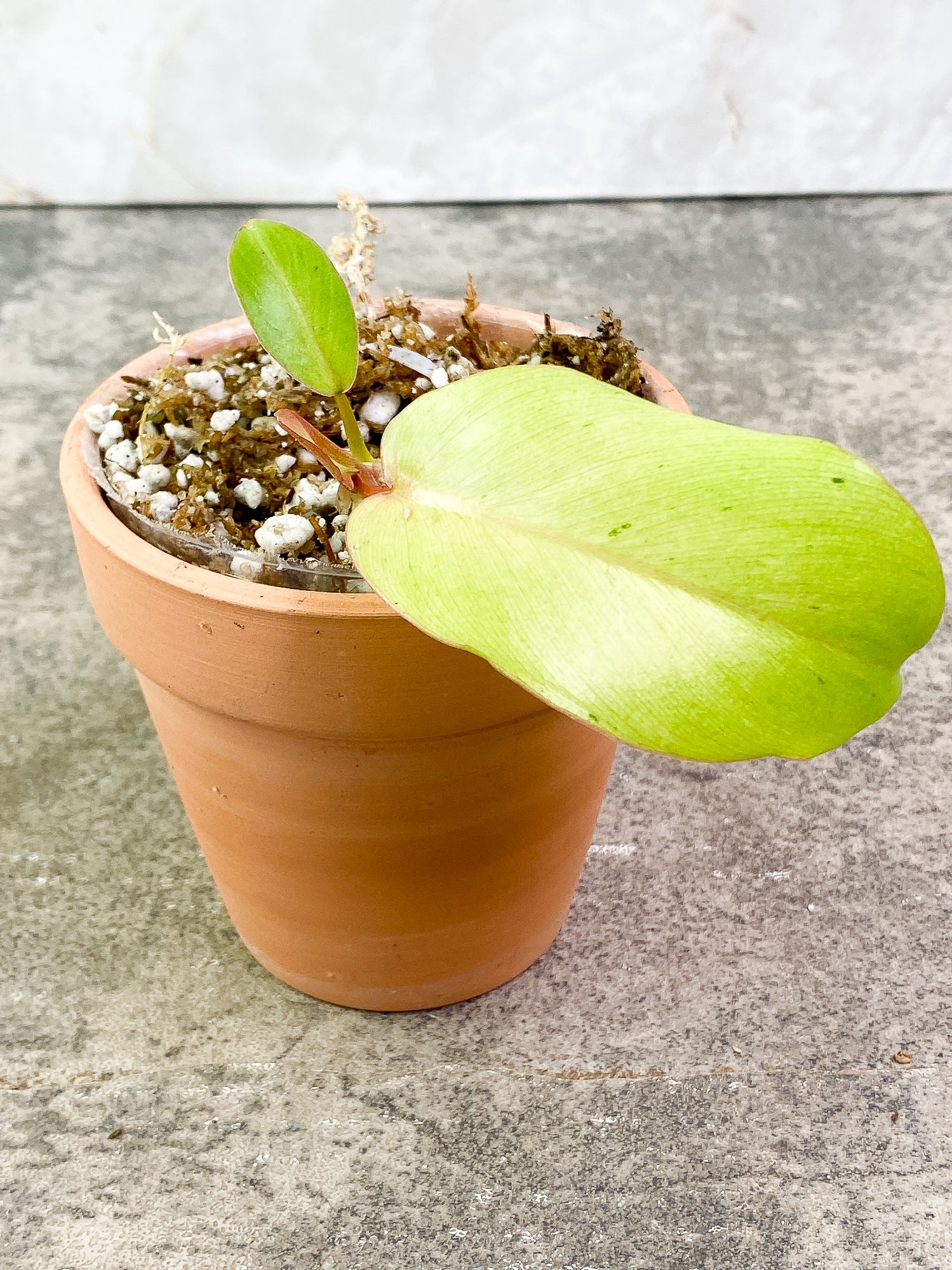 Philodendron SnowDrifts 2 leaves 1 sprout fully rooted double node