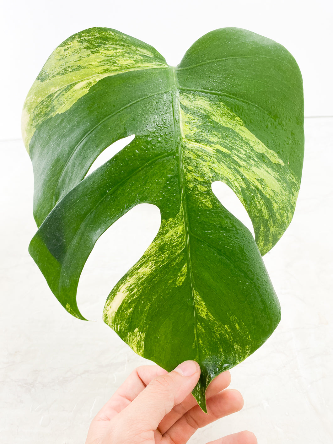 Monstera Aurea tricolor 1 leaf