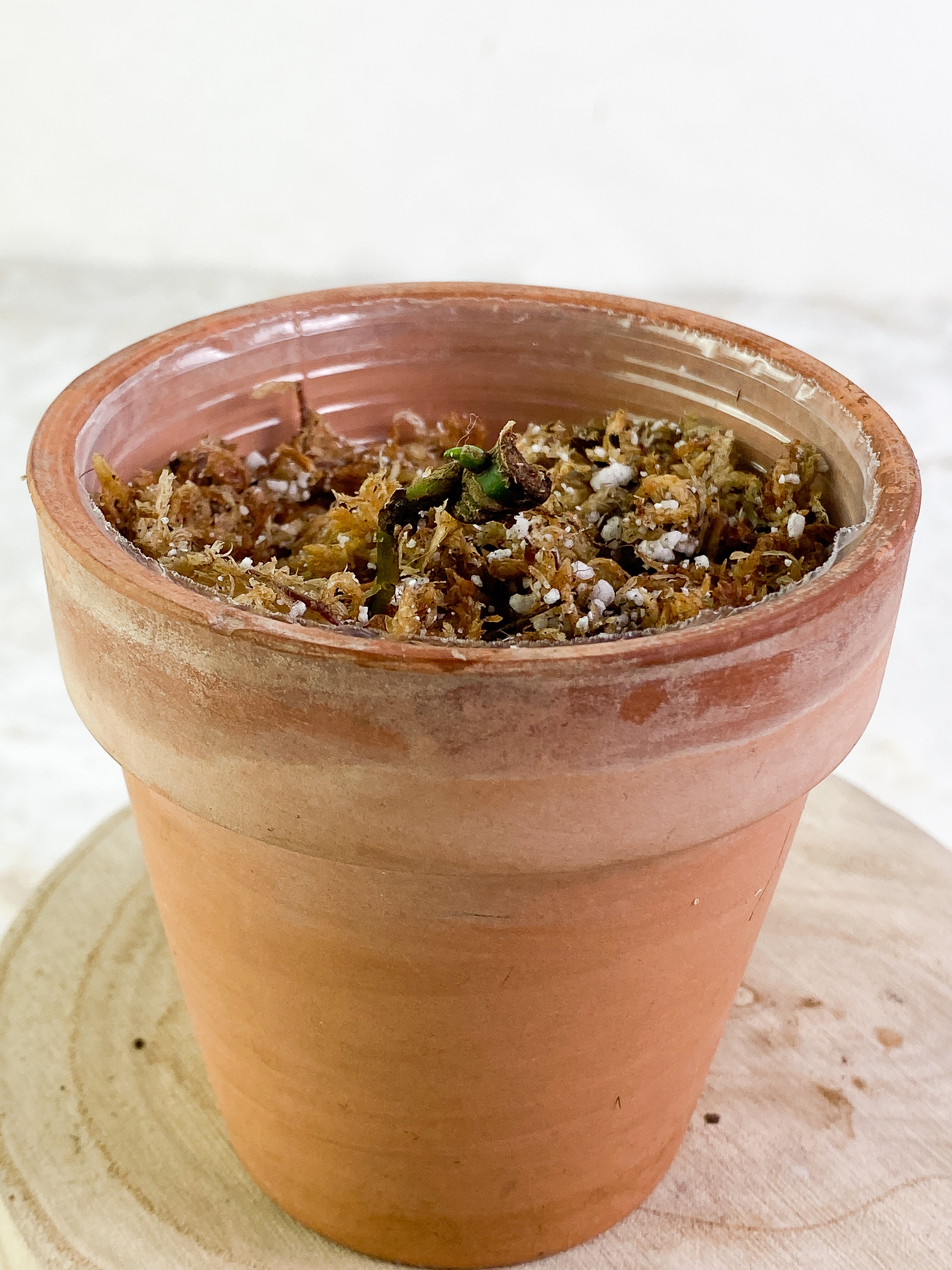 Syngonium Green Splash rooting node 1 sprout