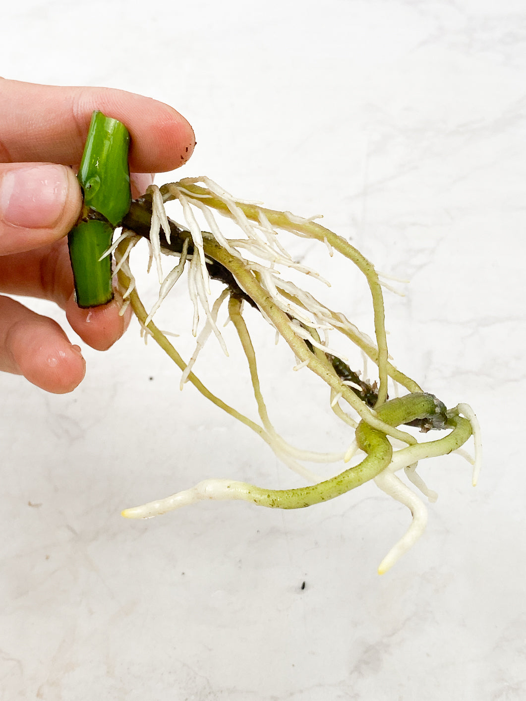 Monstera Aurea tricolor node