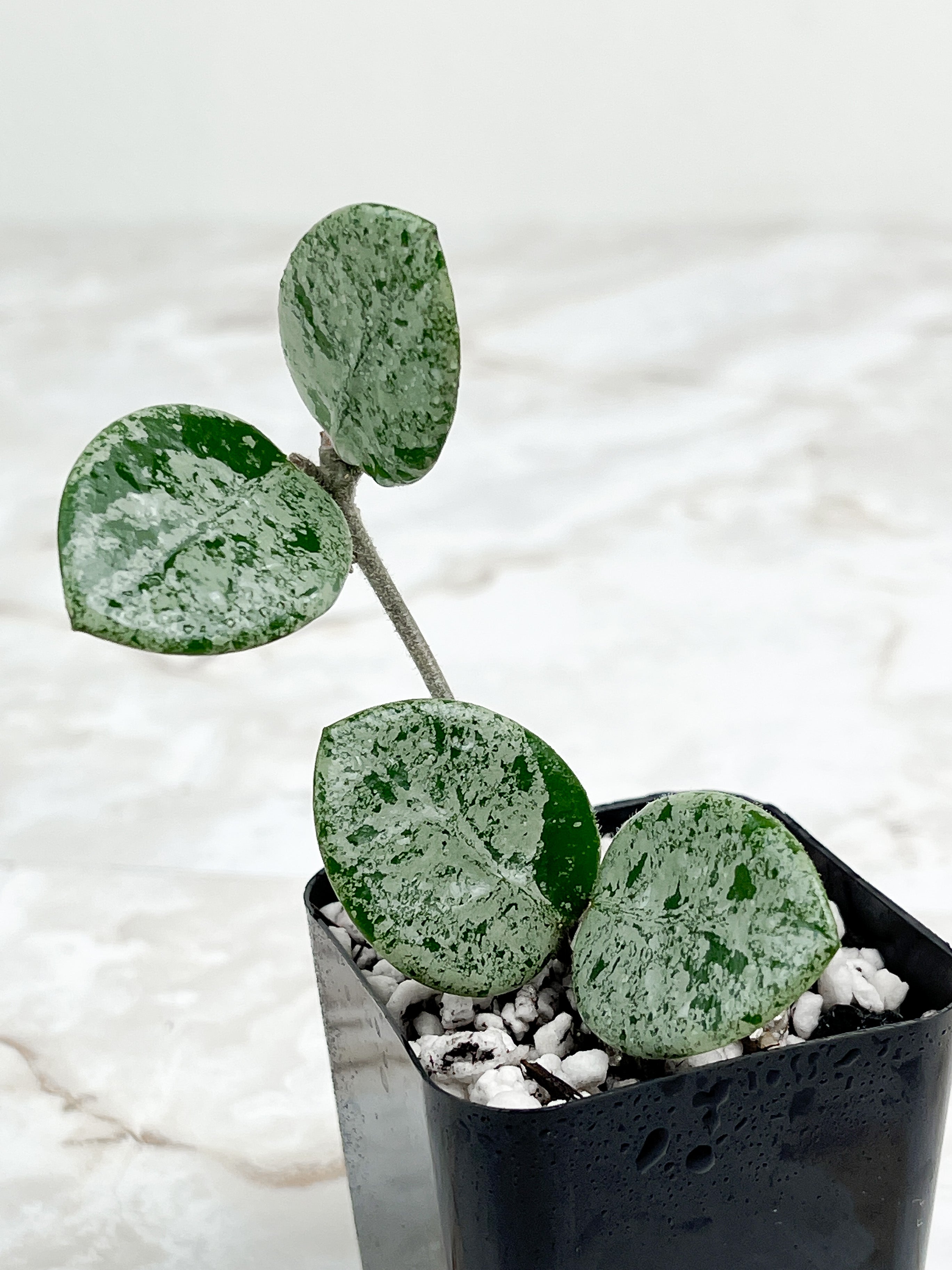 Hoya Mathilde Super Silver Big Leaves Rooted