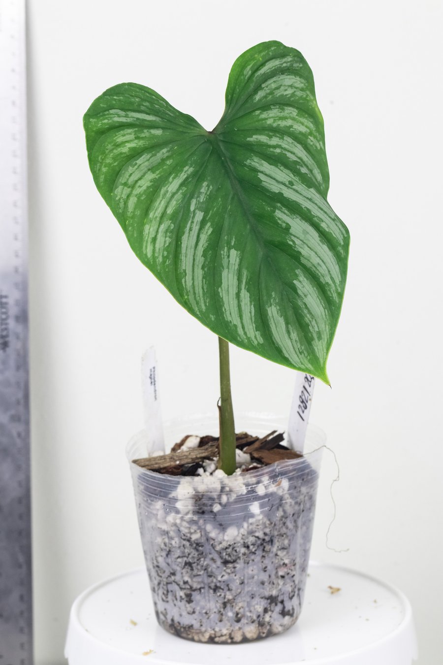 DO NOT BUY: Free addon: Philodendron Mamei node