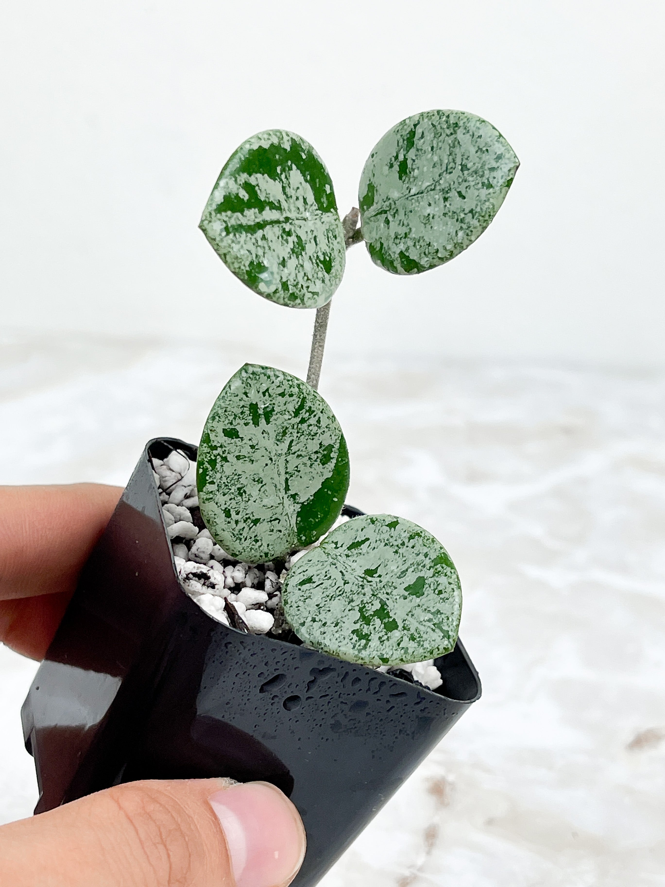Hoya Mathilde Super Silver Big Leaves Rooted