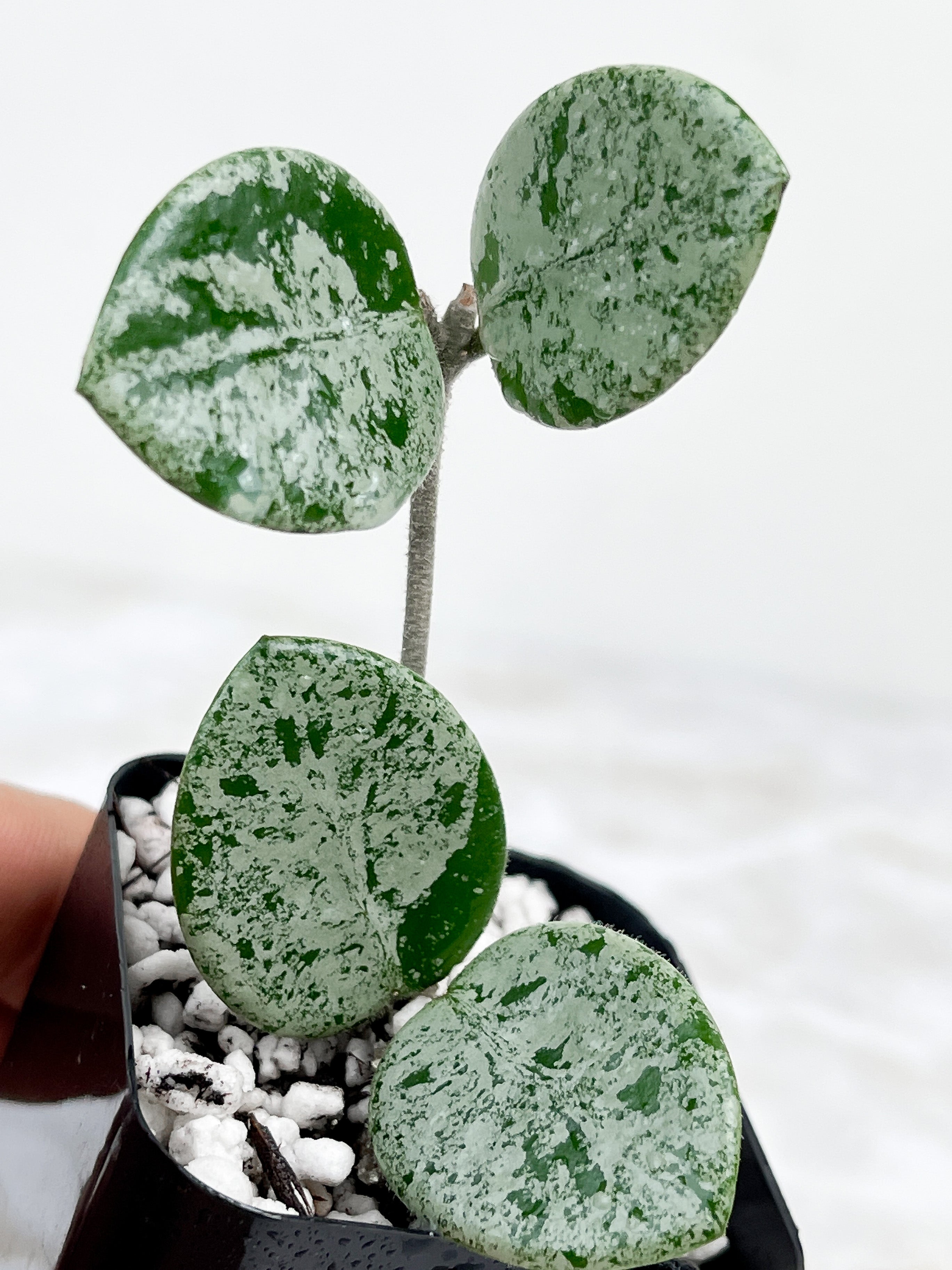 Hoya Mathilde Super Silver Big Leaves Rooted