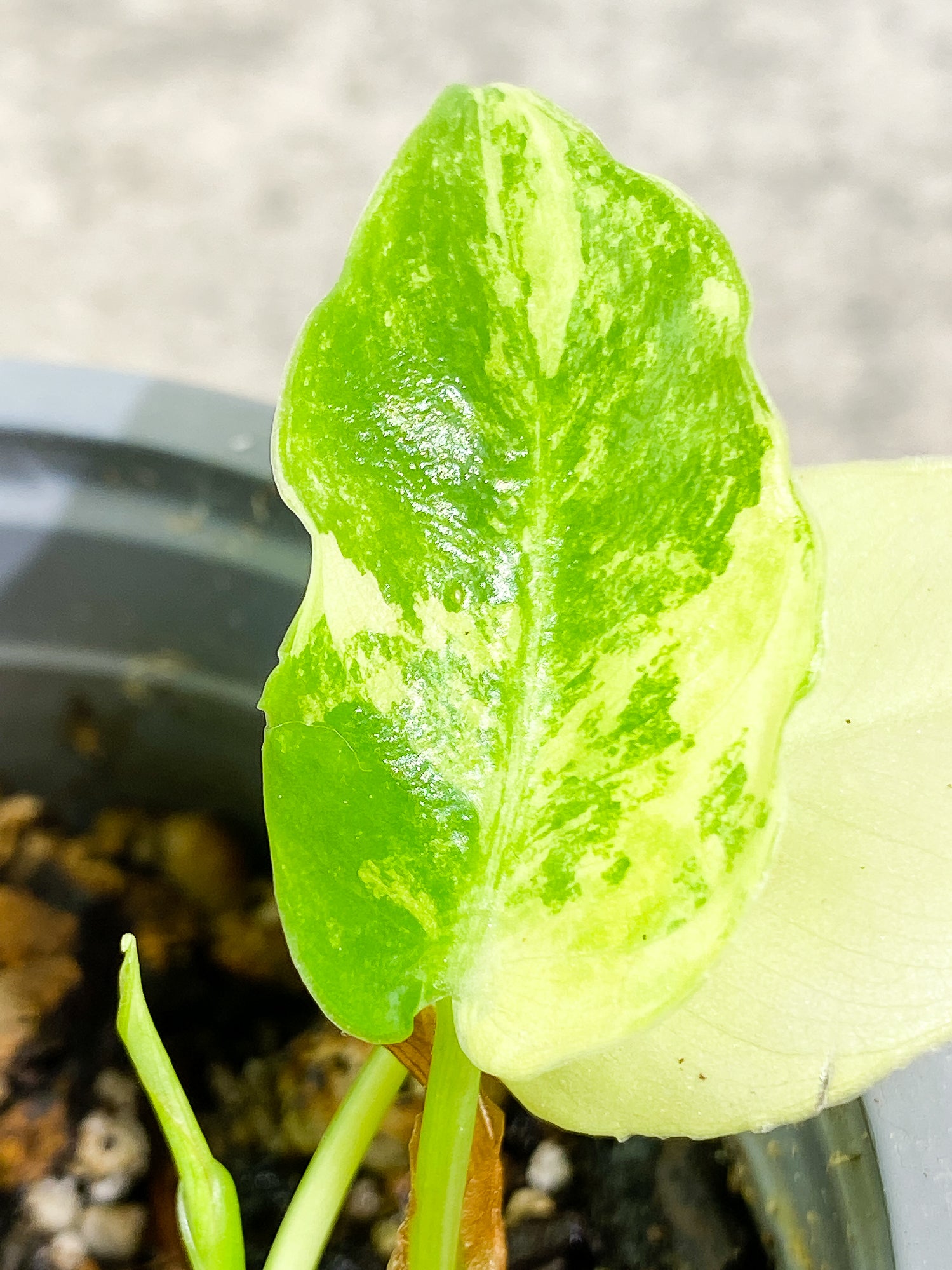 Philodendron Burle Marx Variegated 2 leaves 1 sprout Rooted