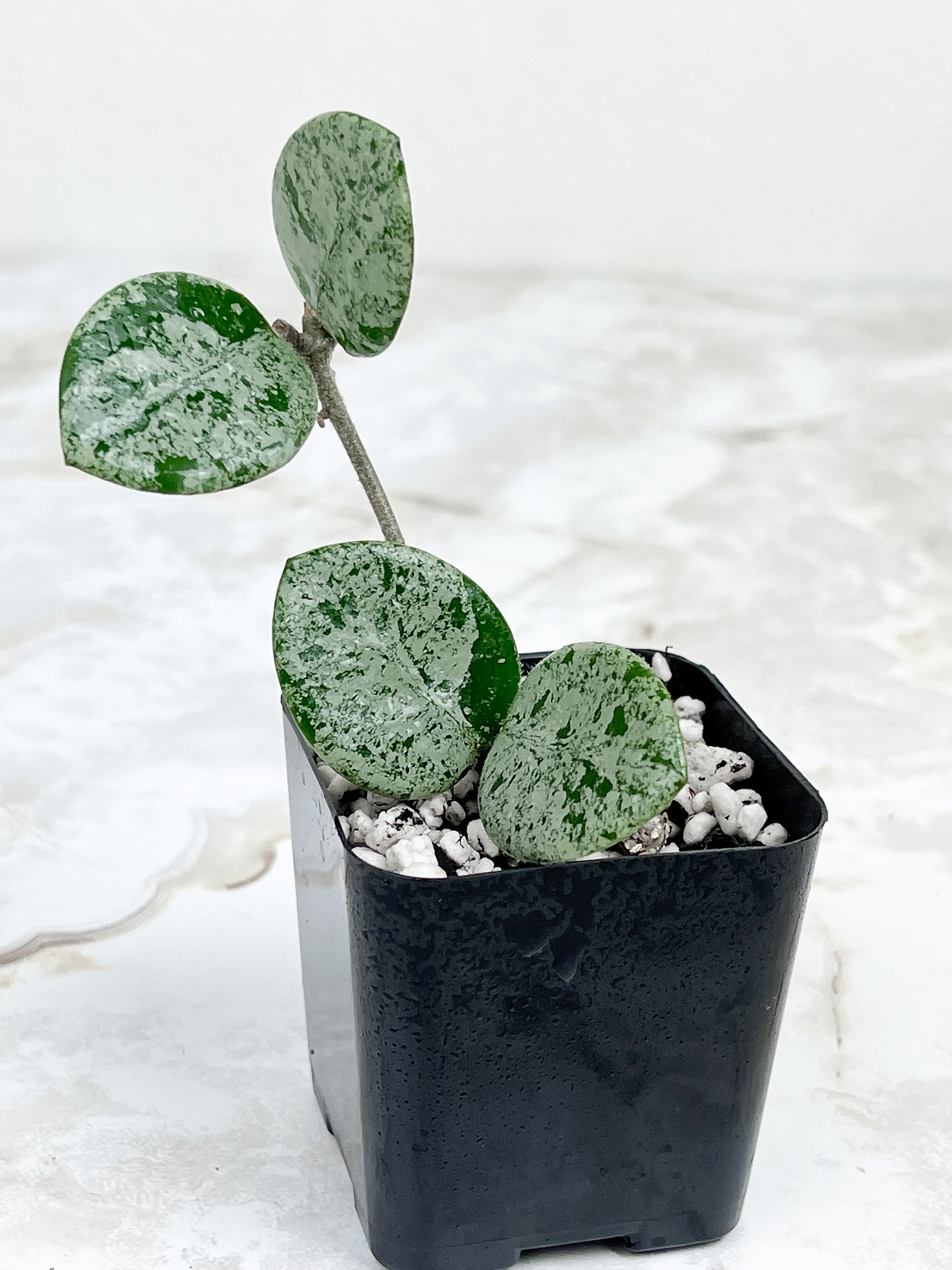 Hoya Mathilde Super Silver Big Leaves Rooted